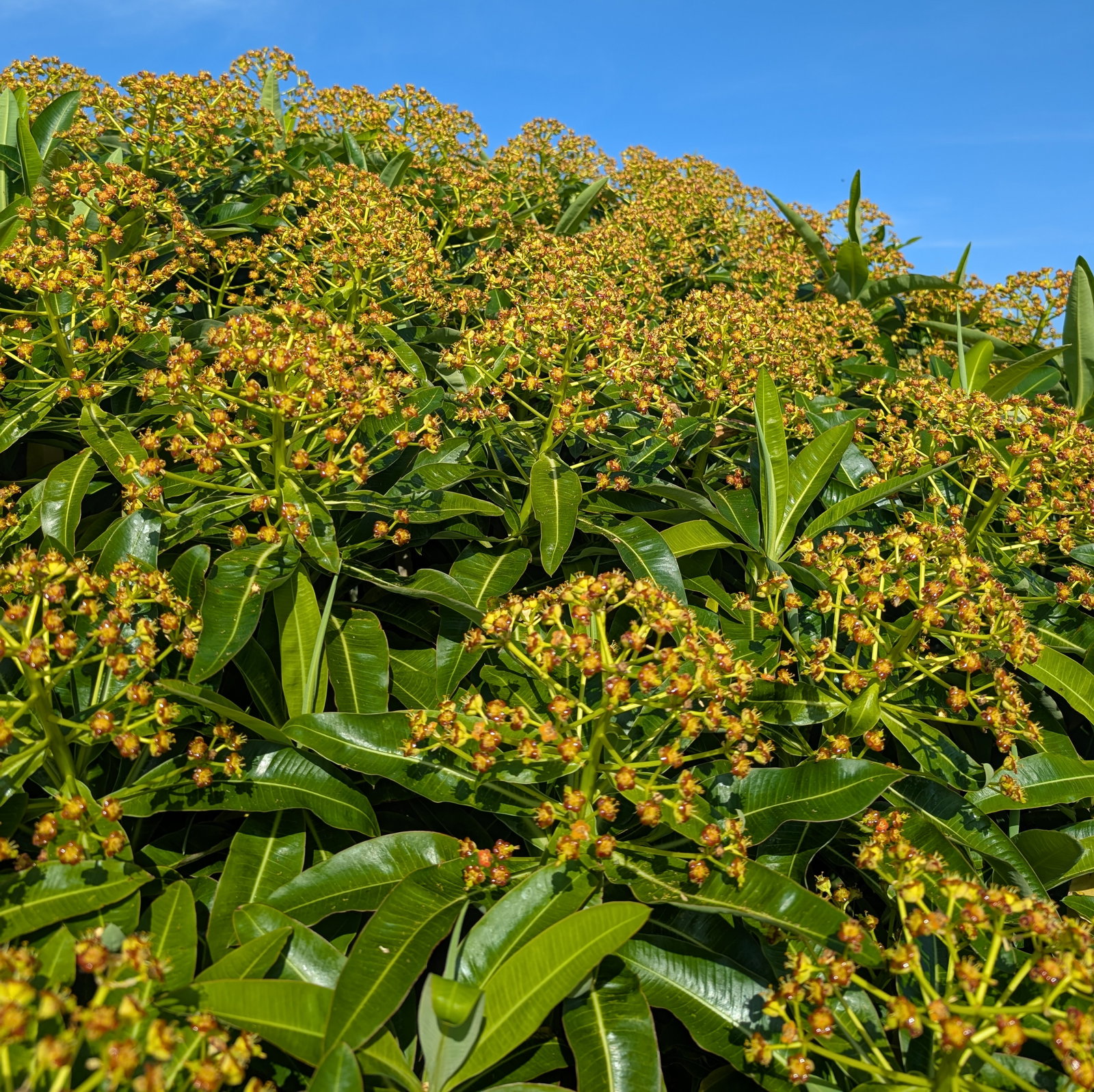 Euphorbia Mellifera