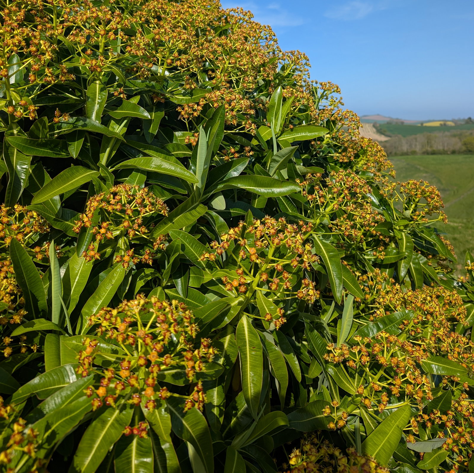 Euphorbia Mellifera