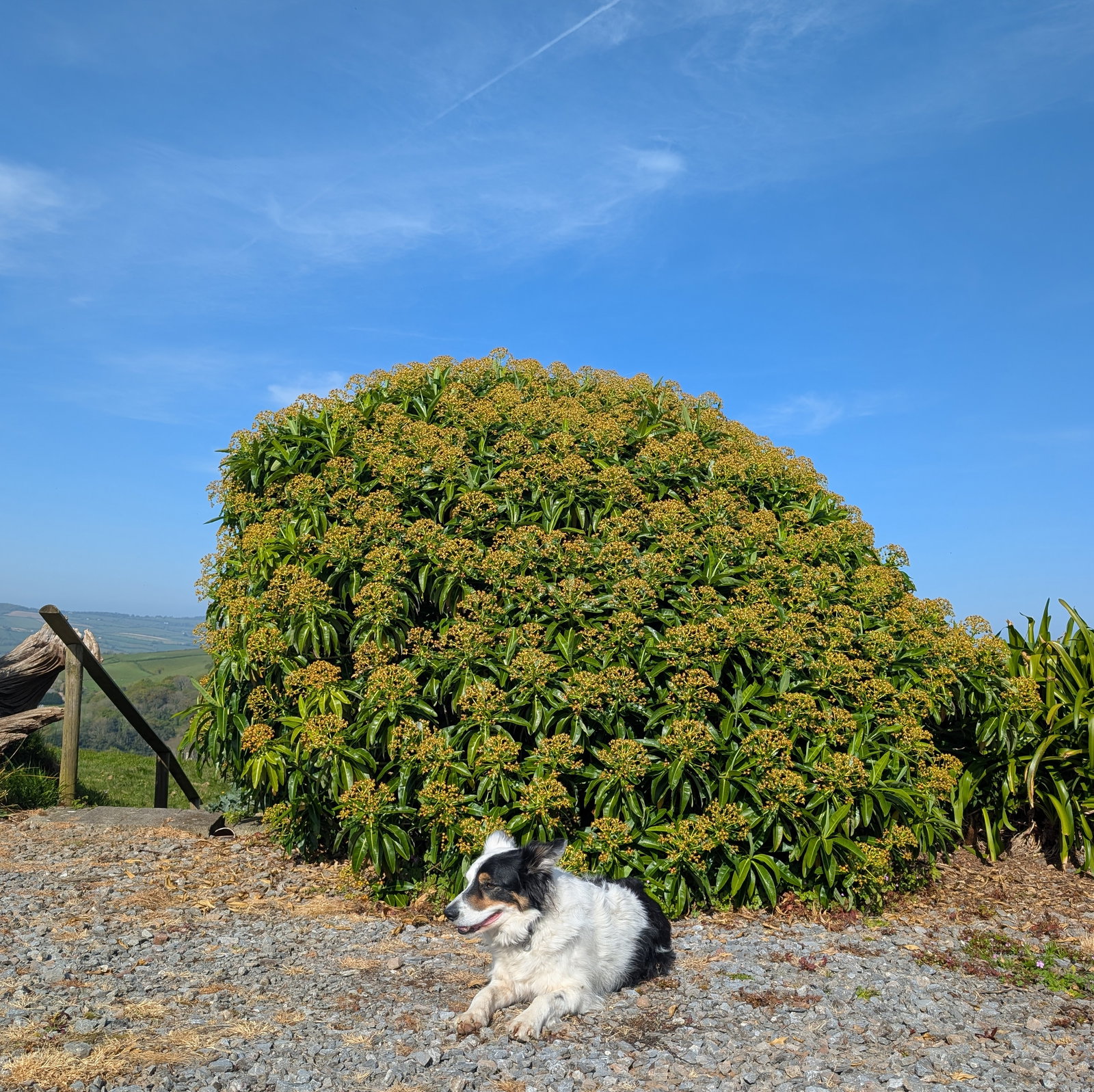 Euphorbia Mellifera