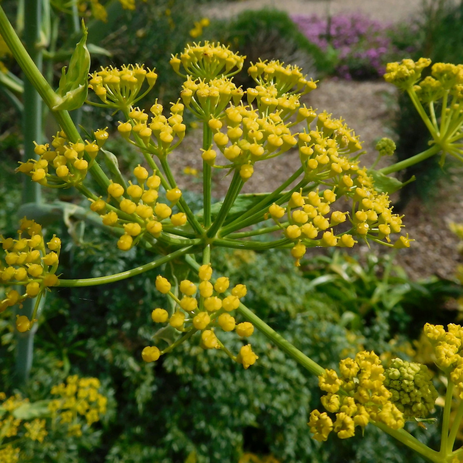 Ferula Tingitana
