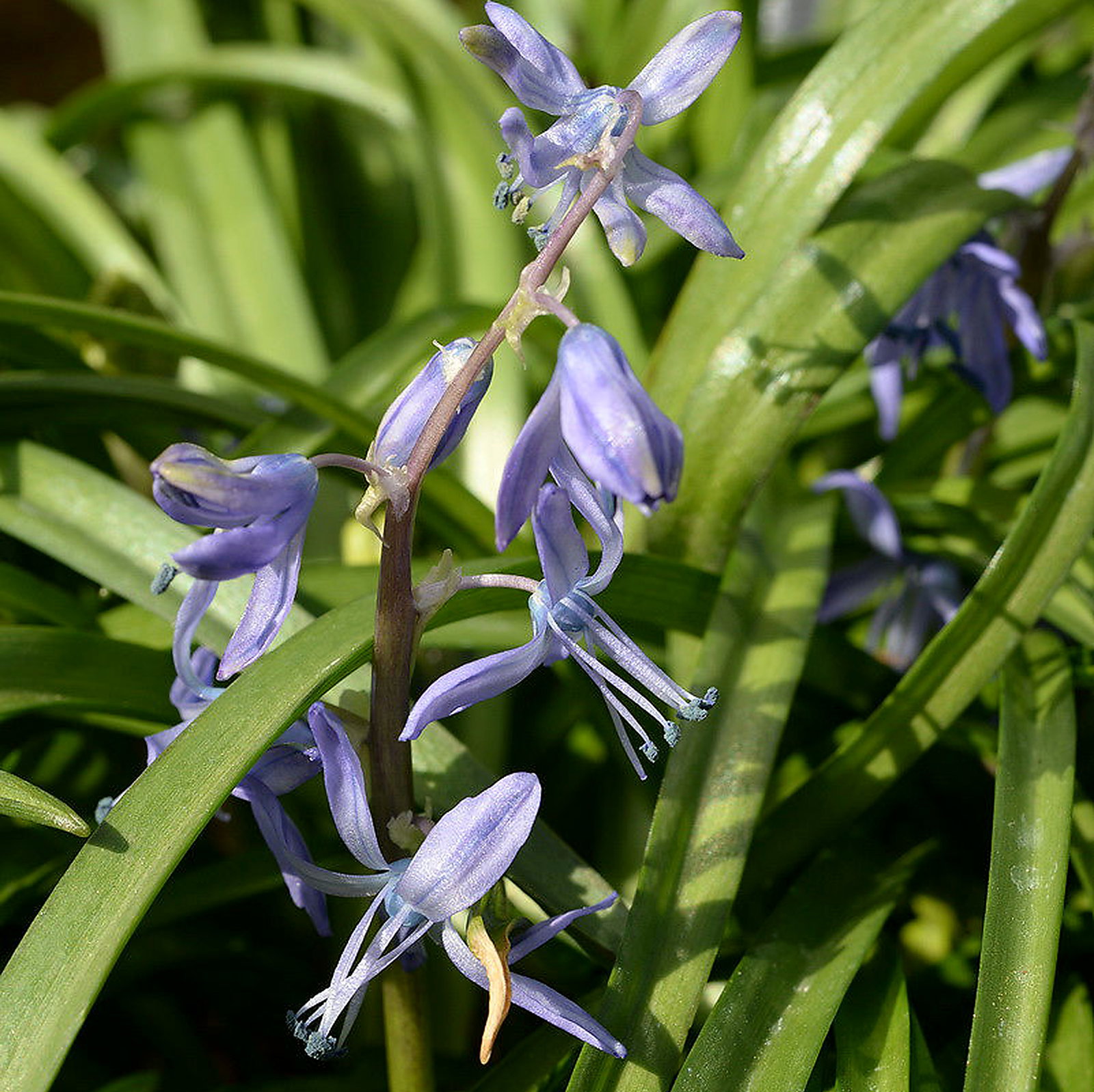 Fessia Greilhuberi