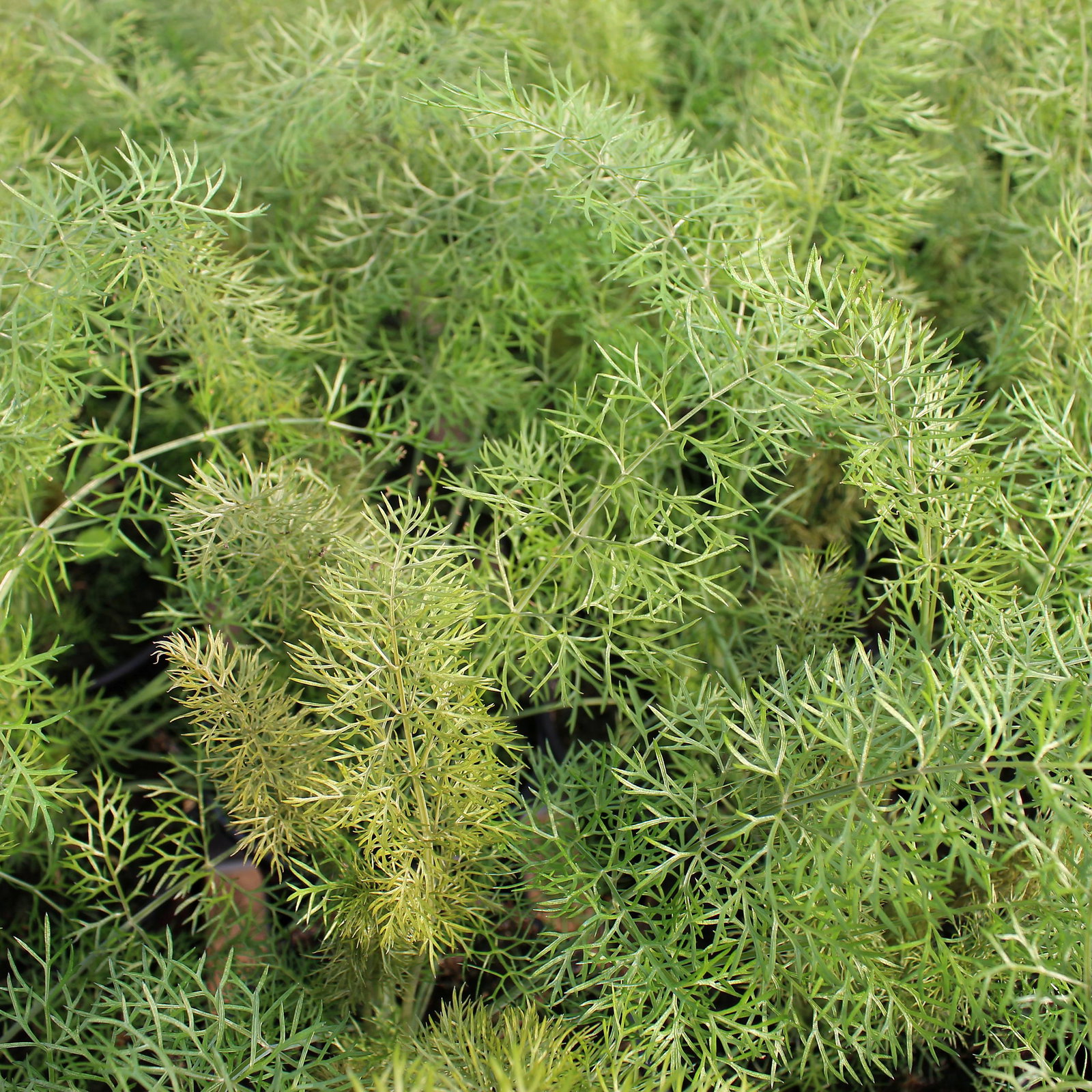 Foeniculum Vulgare 'Smokey'