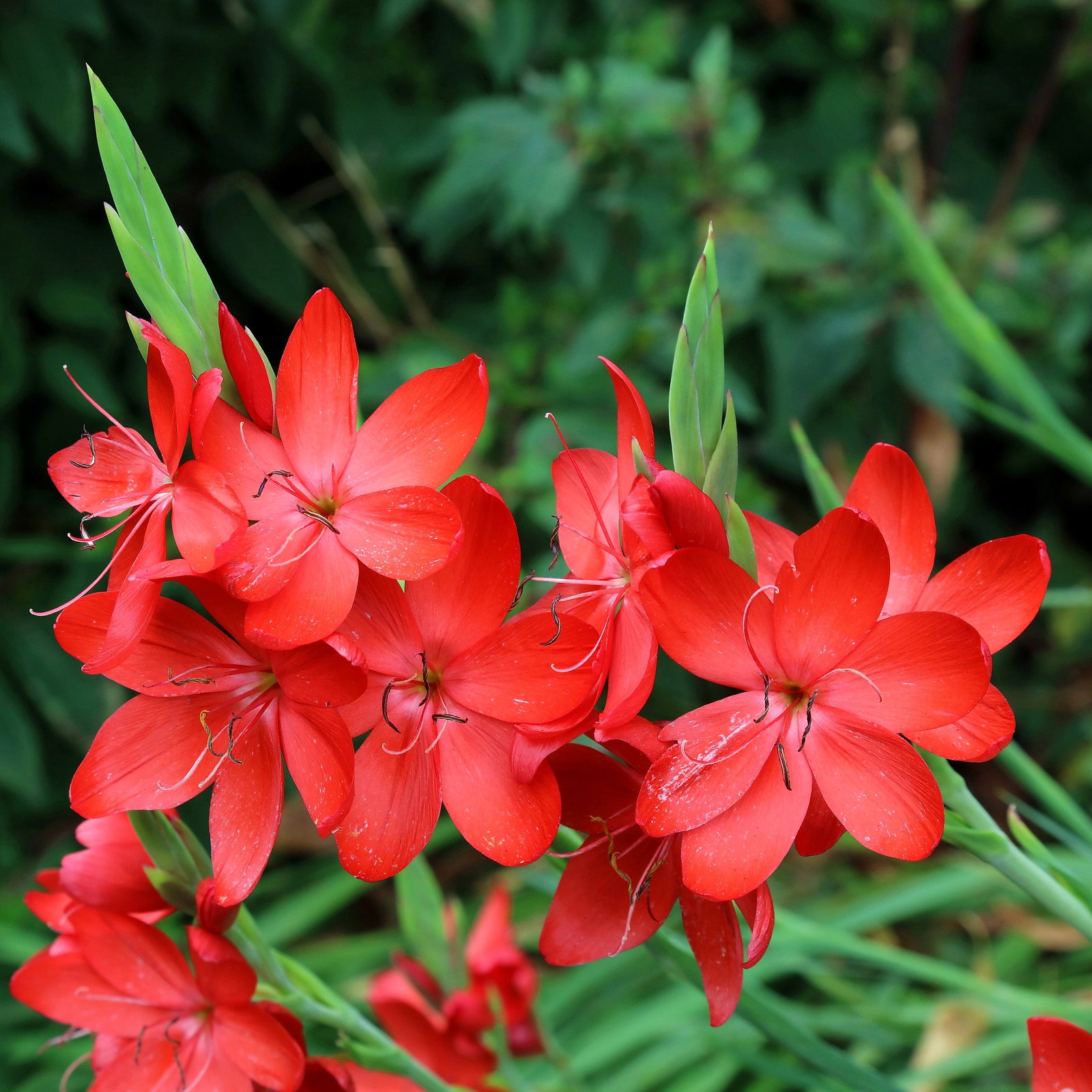 Freesia Laxa Mixed