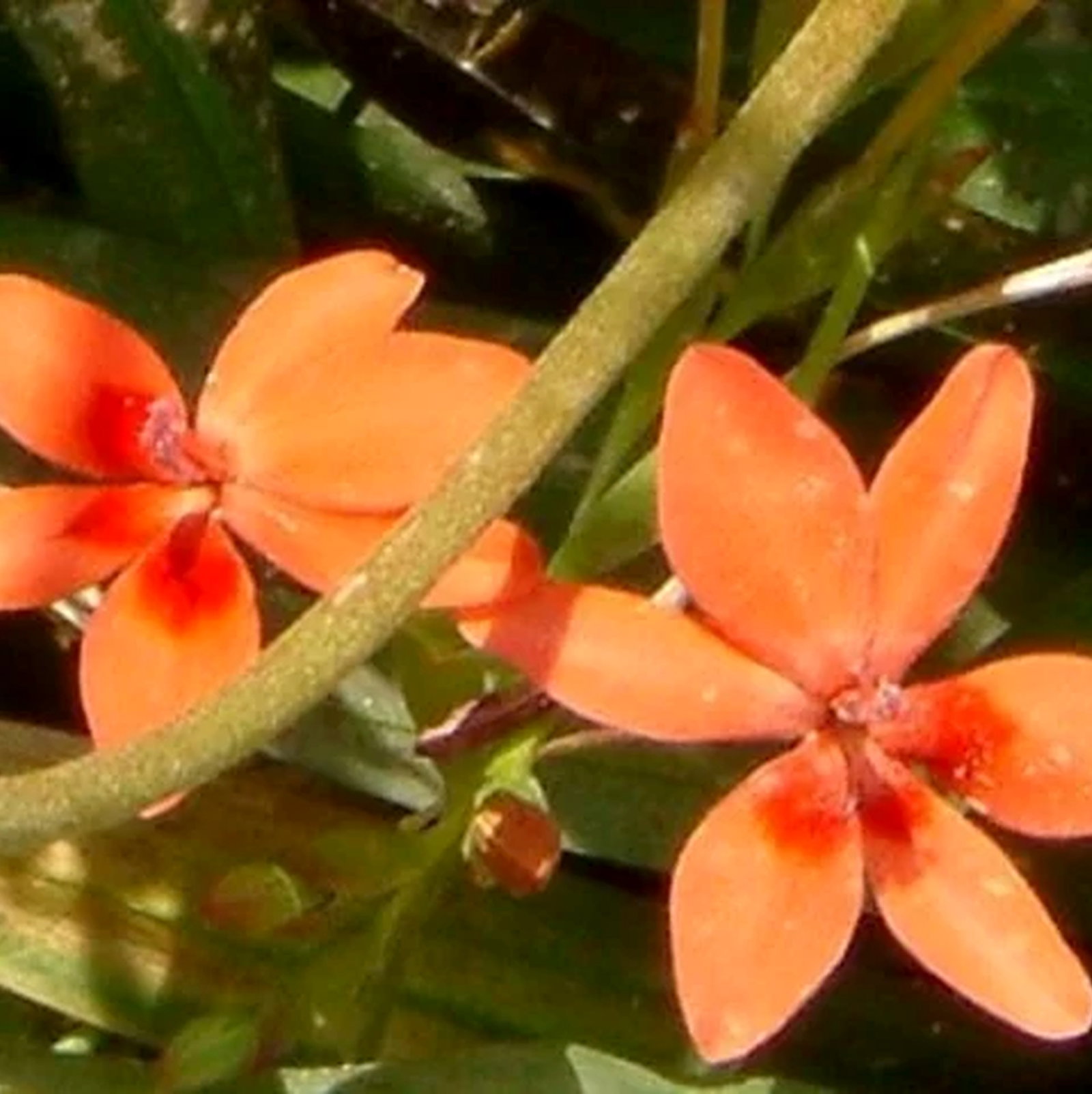 Freesia Laxa Orange