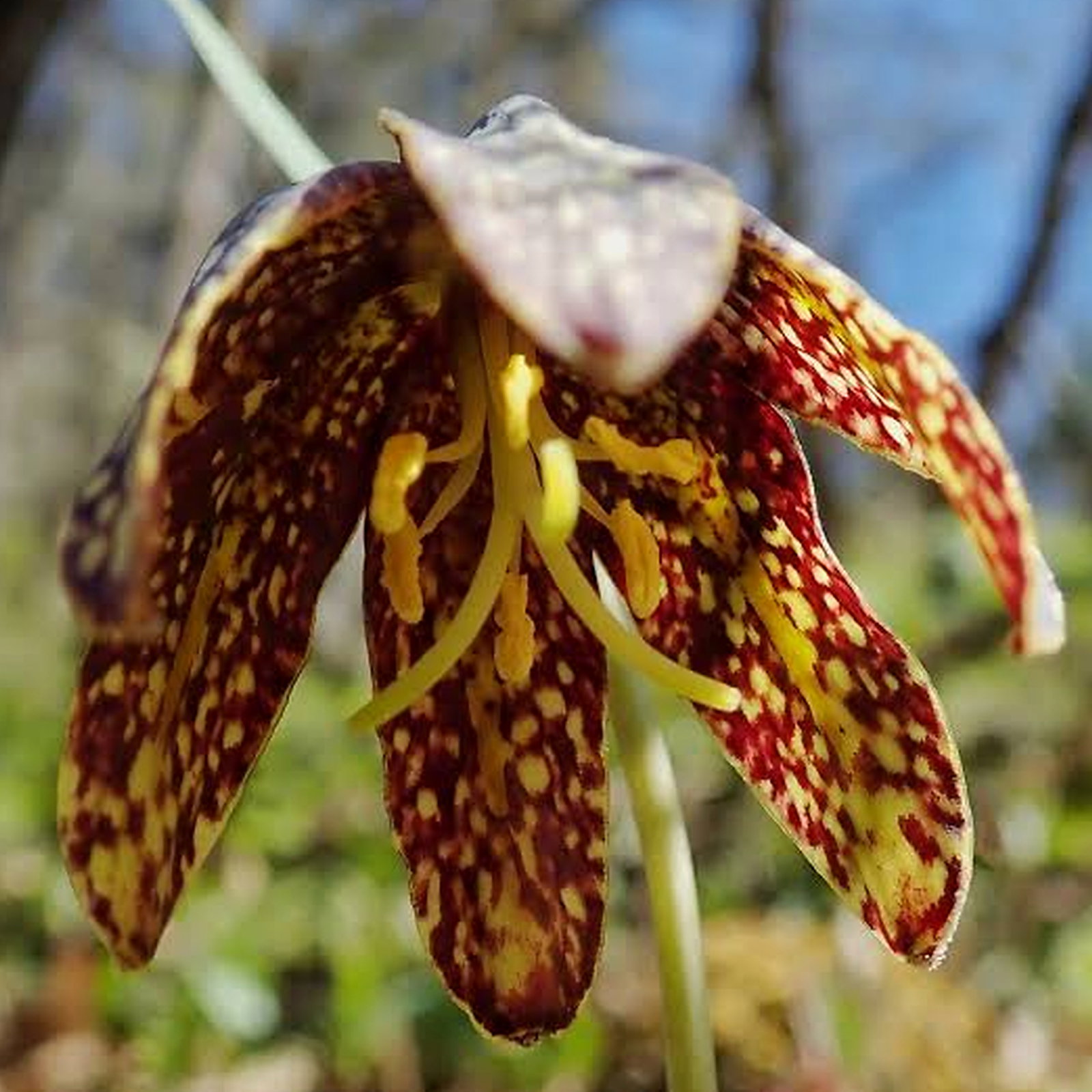 Fritillaria Affinis