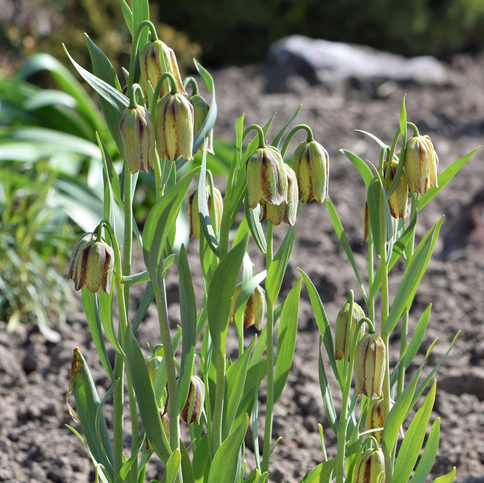 Fritillaria Amana