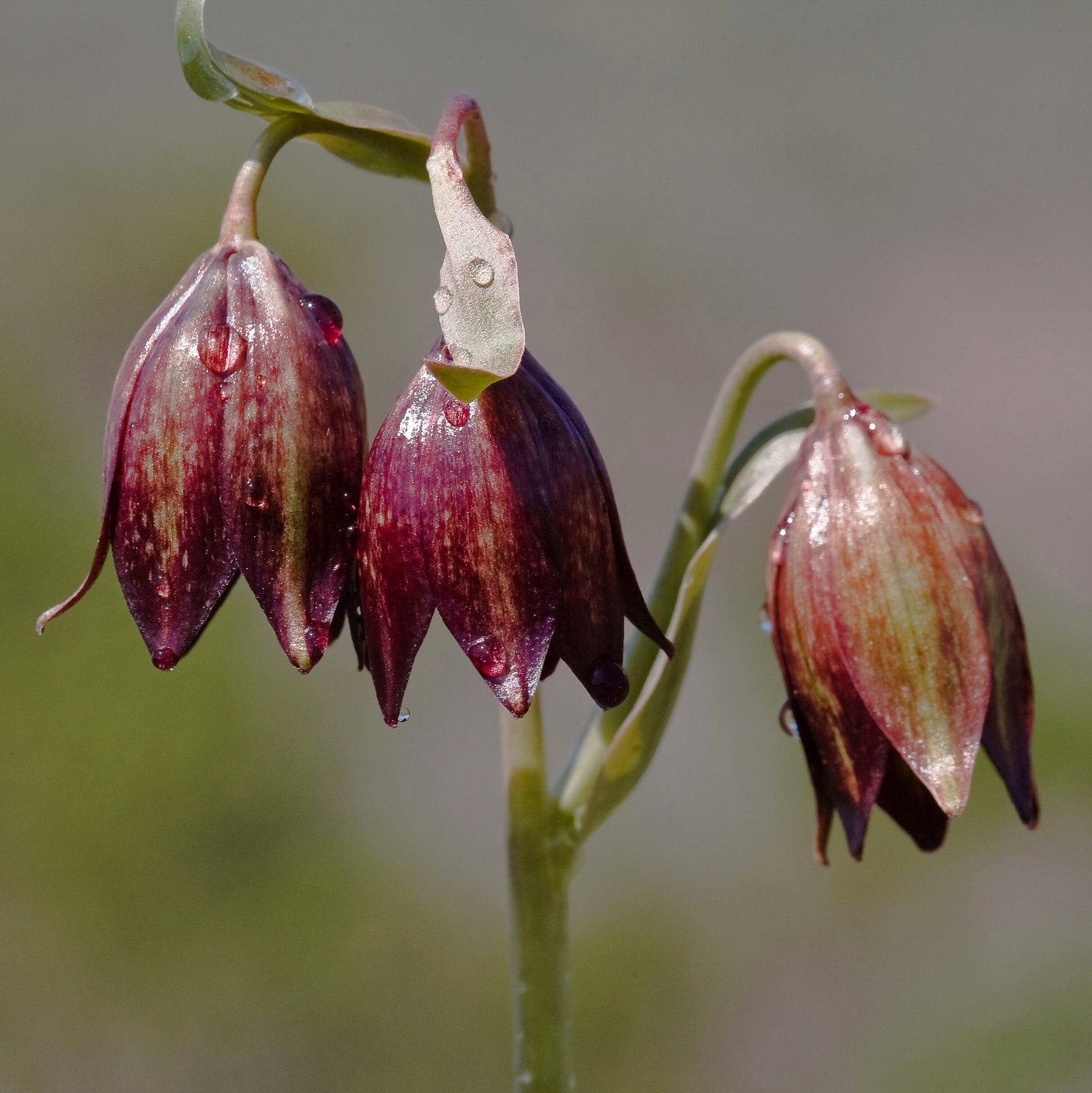Fritillaria Biflora