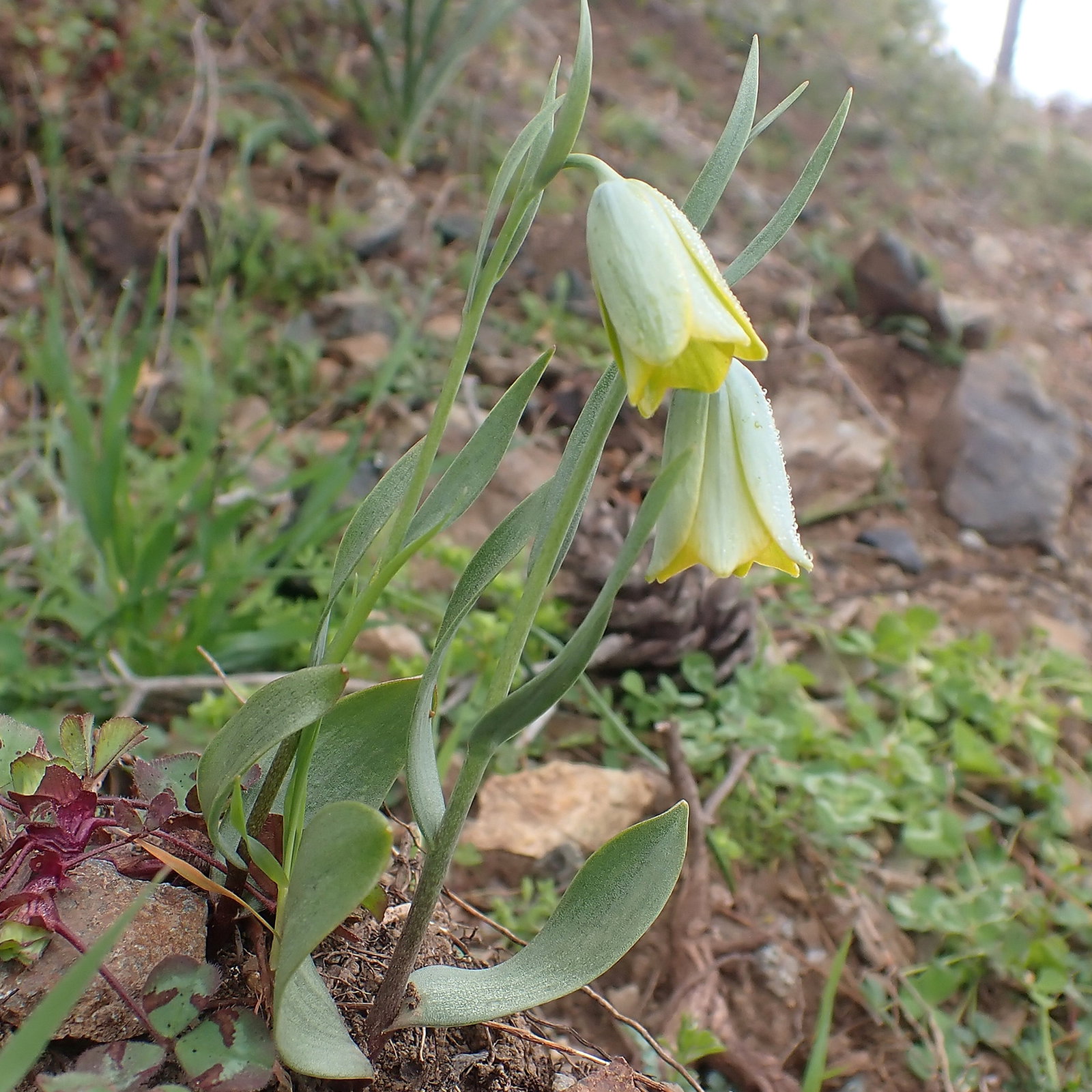 Fritillaria Bithynica