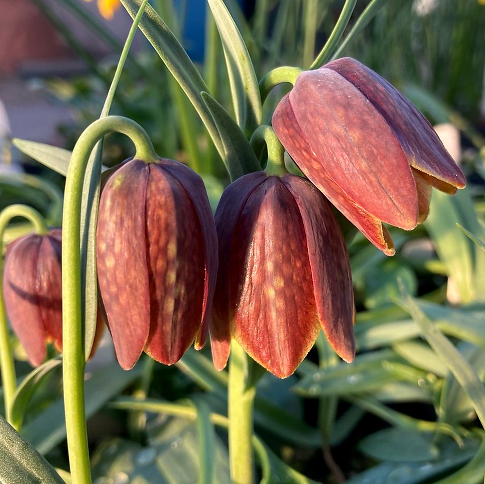 Fritillaria Davisii