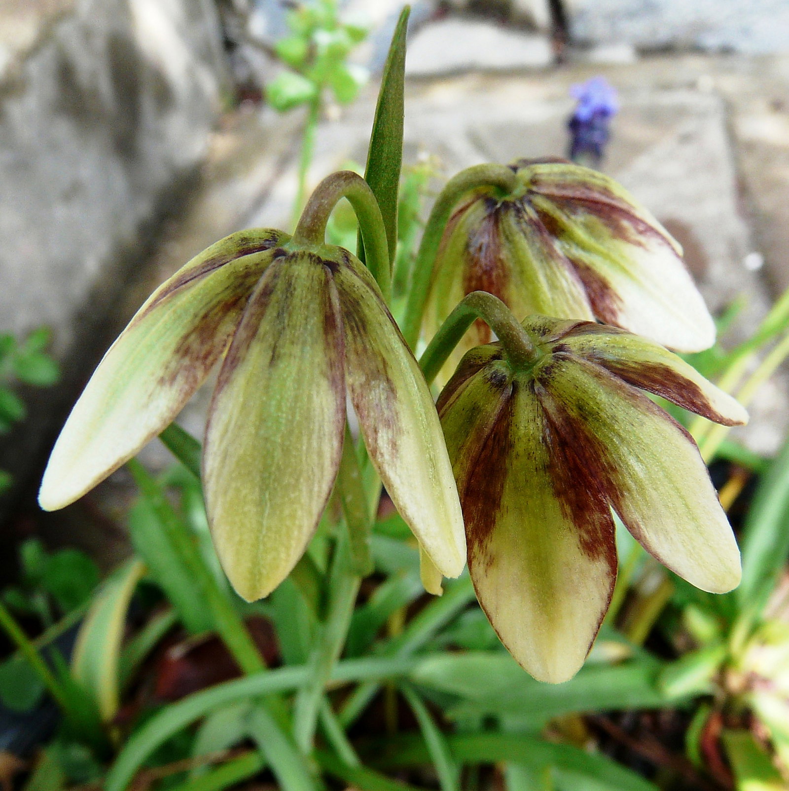 Fritillaria Grayana