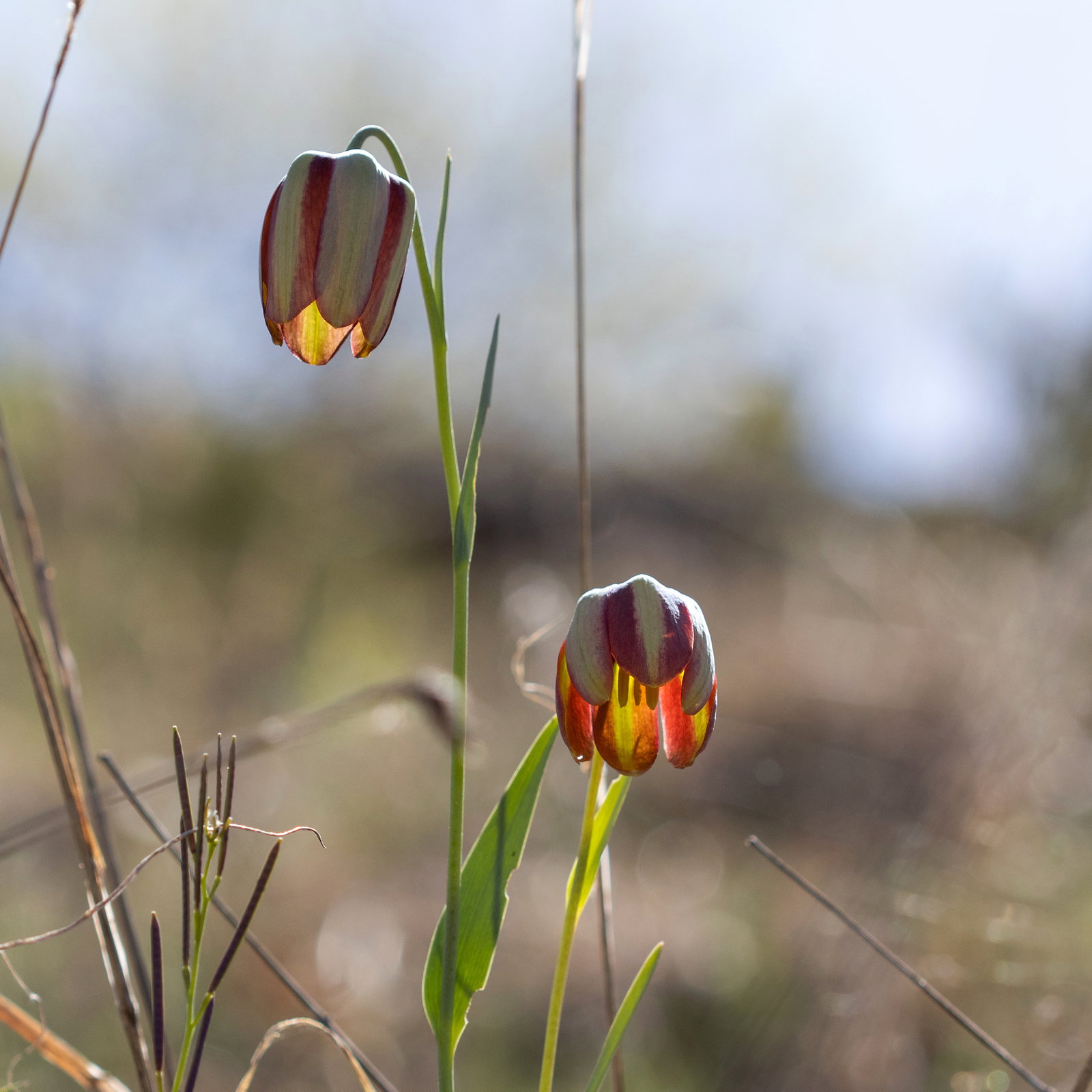 Fritillaria Gussichiae
