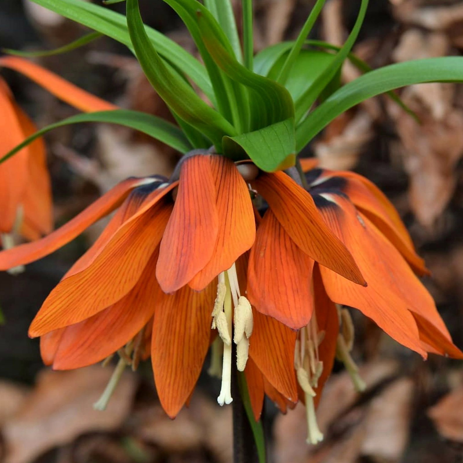 Fritillaria Imperialis 'William Rex'
