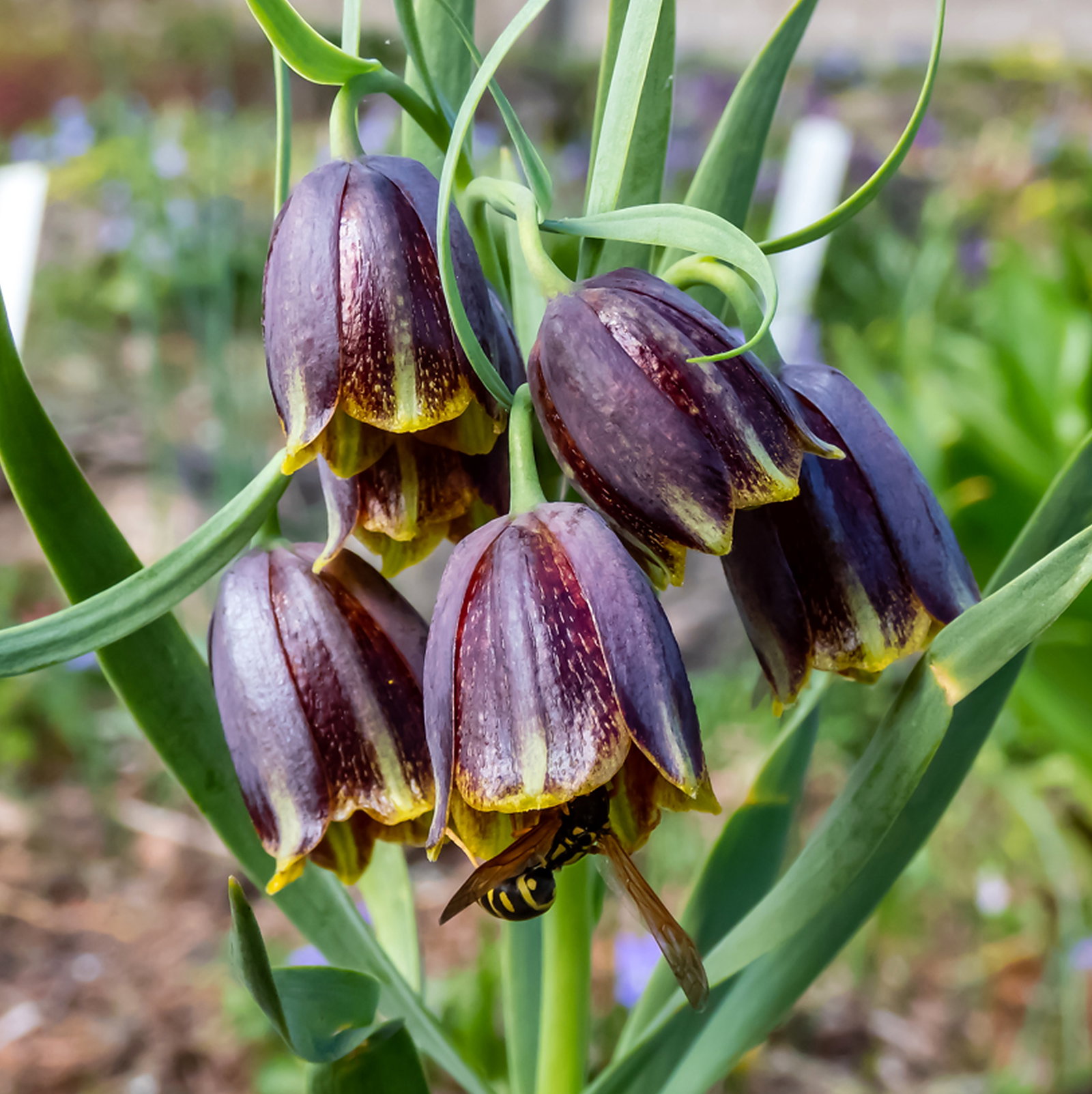 Fritillaria Kurdica
