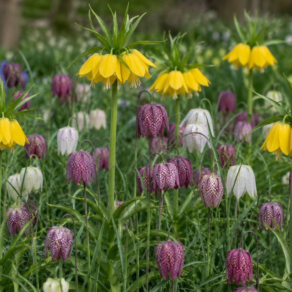 Fritillaria Mixed