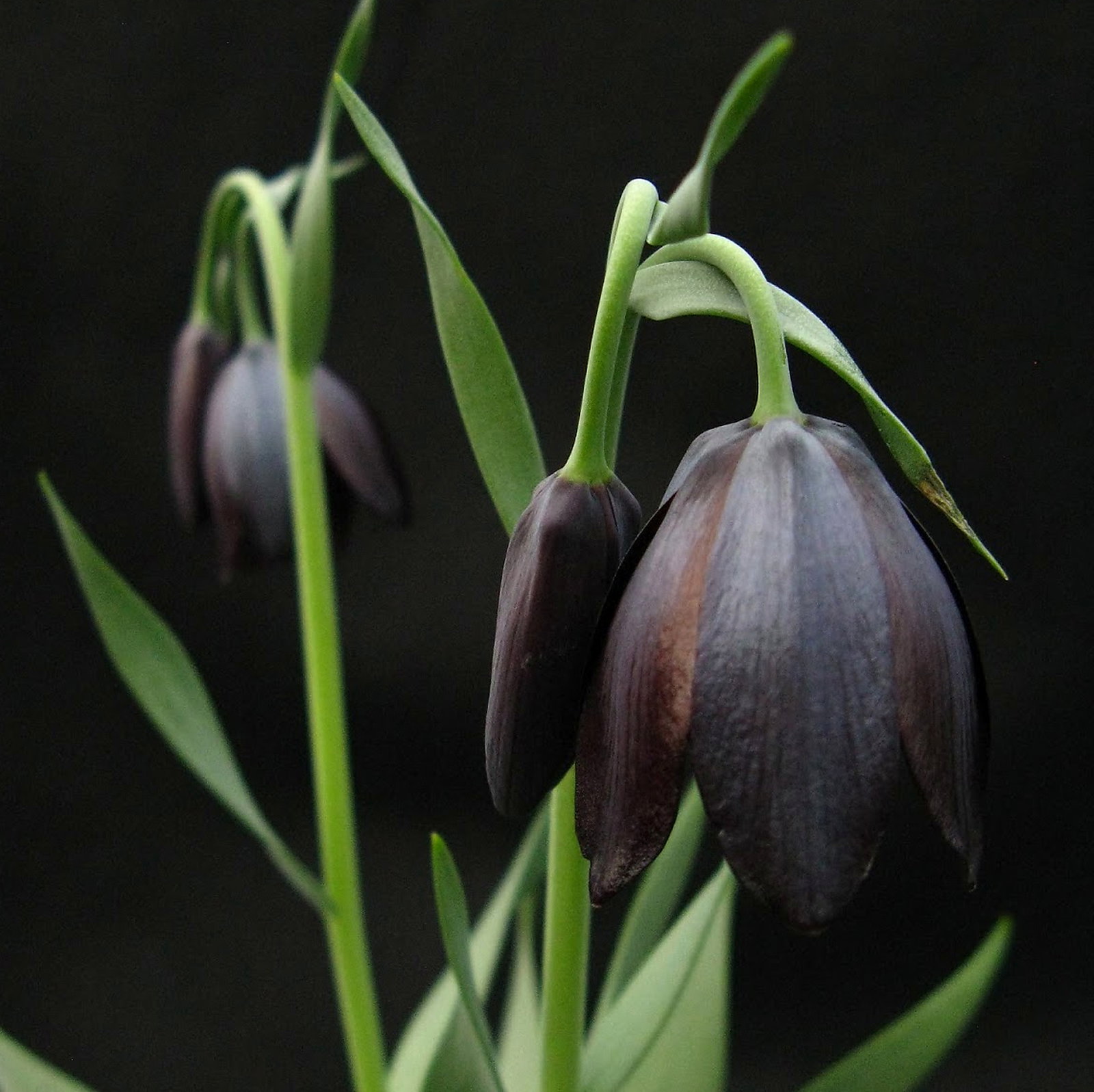 Fritillaria Obliqua