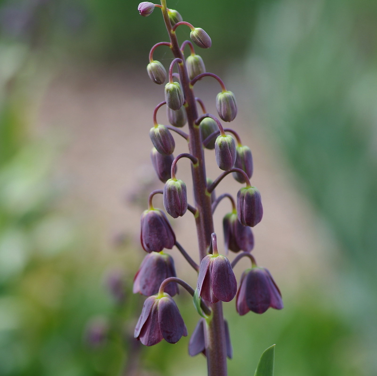 Fritillaria Persica 'Senkoy'