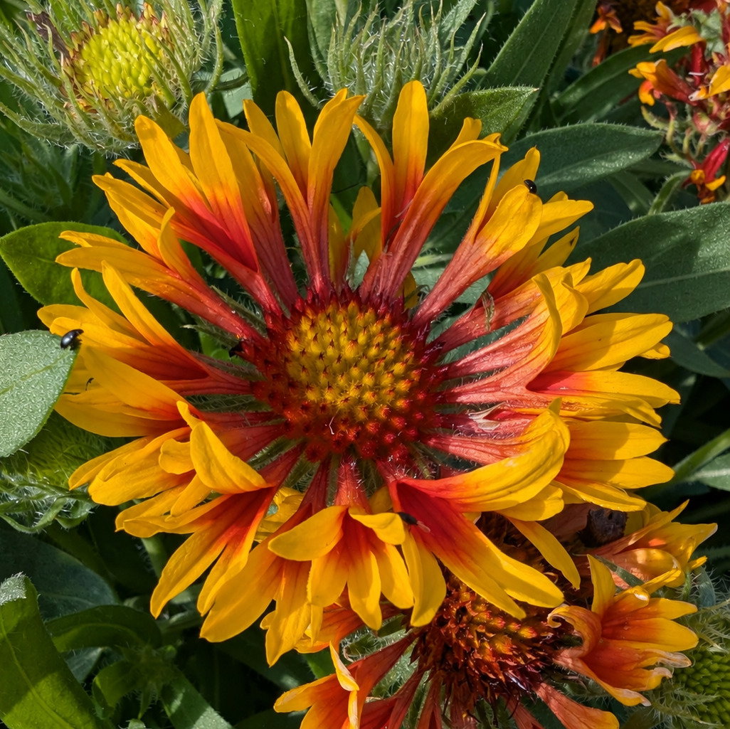 Gaillardia Aristata 'Fire Wheels'