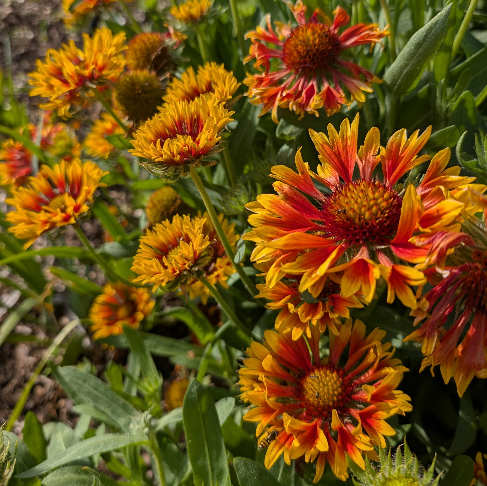 Gaillardia Aristata 'Fire Wheels'