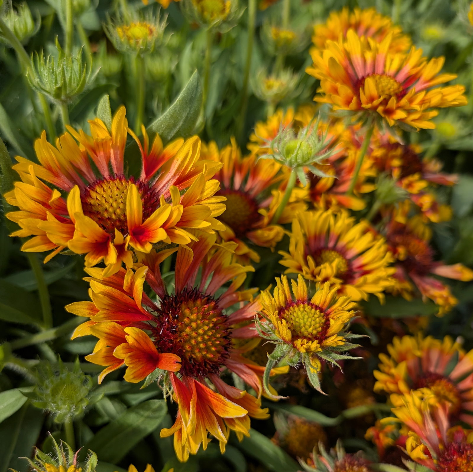 Gaillardia Aristata 'Fire Wheels'