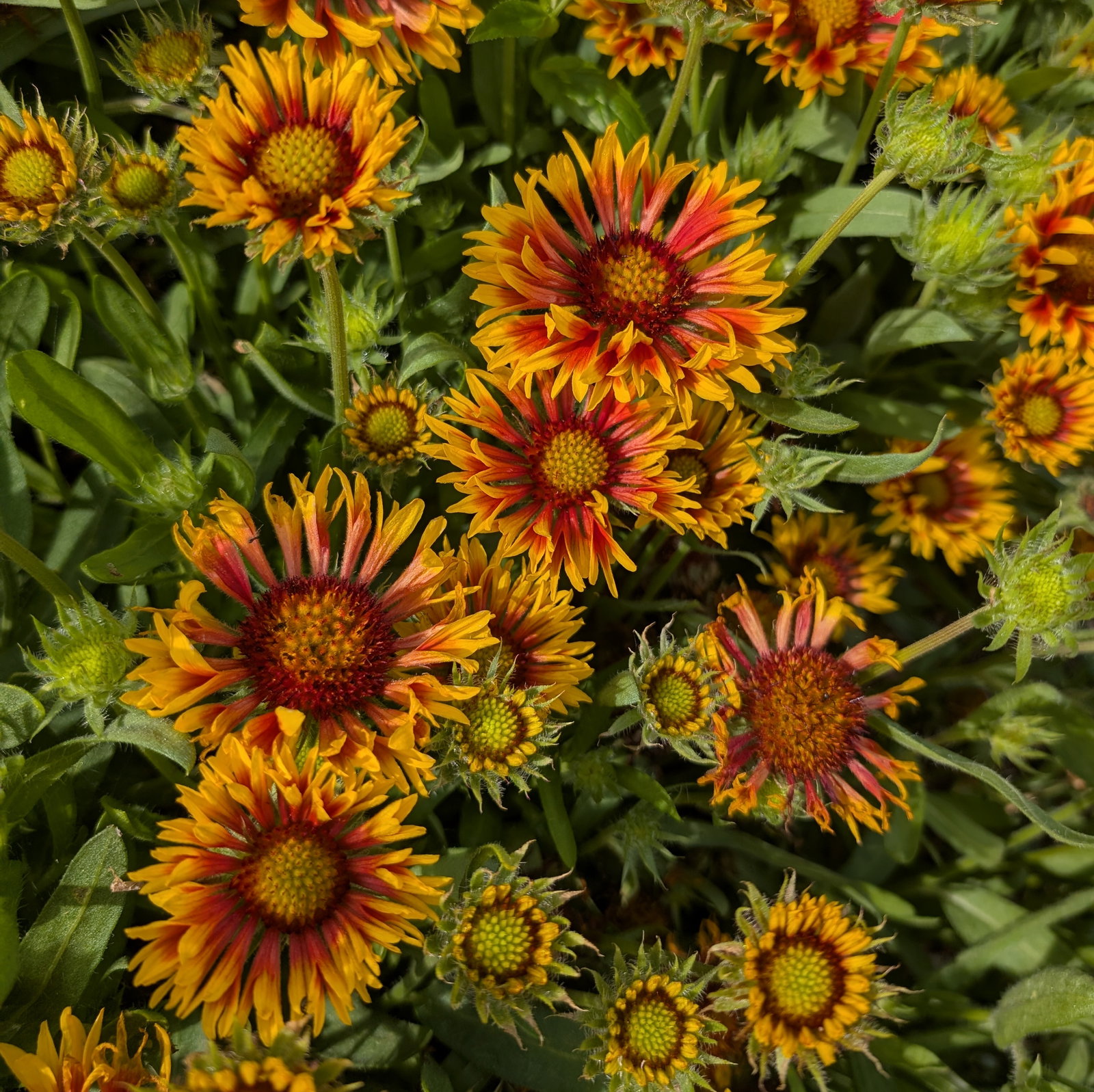 Gaillardia Aristata 'Fire Wheels'