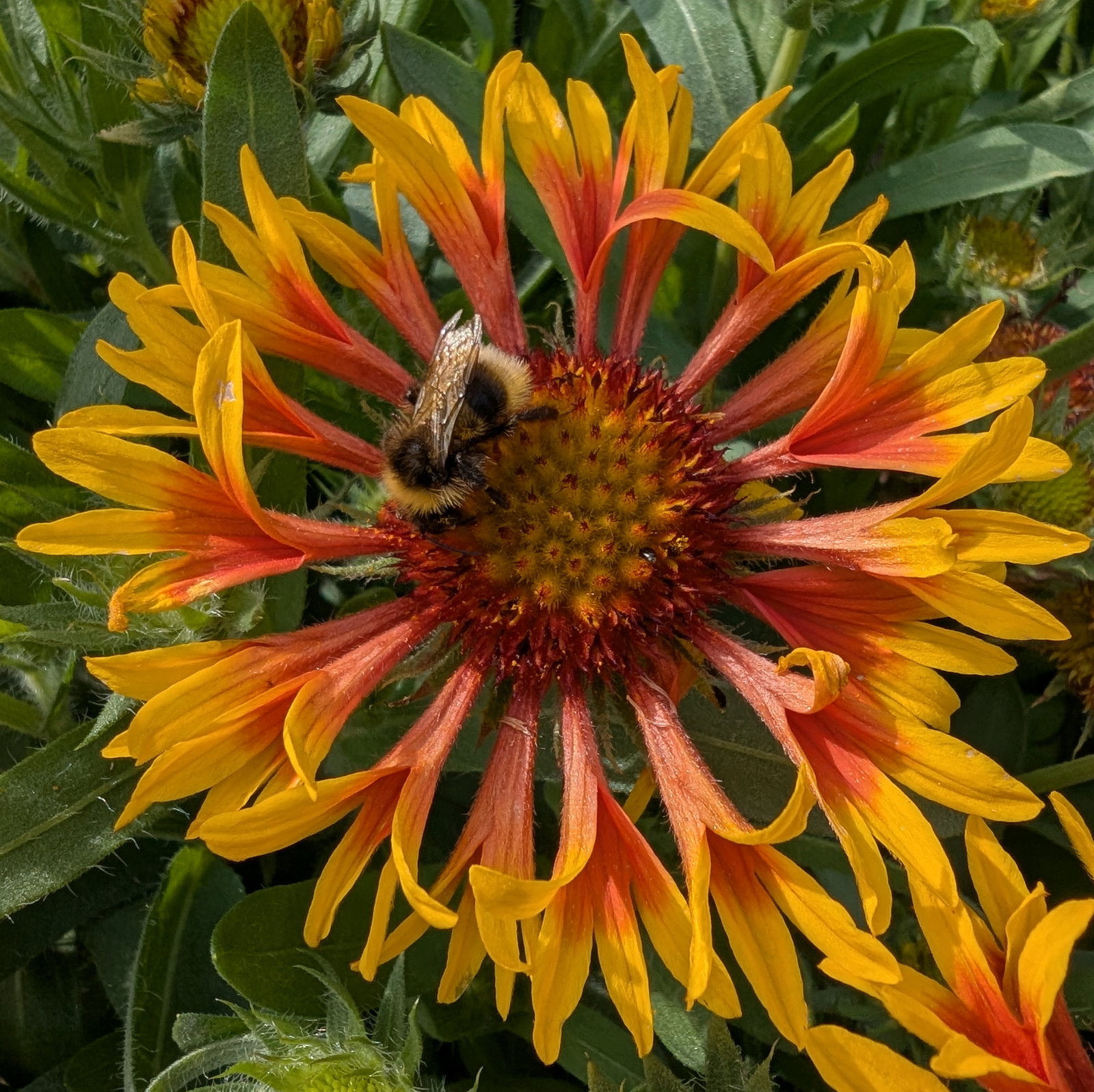 Gaillardia Aristata 'Fire Wheels'