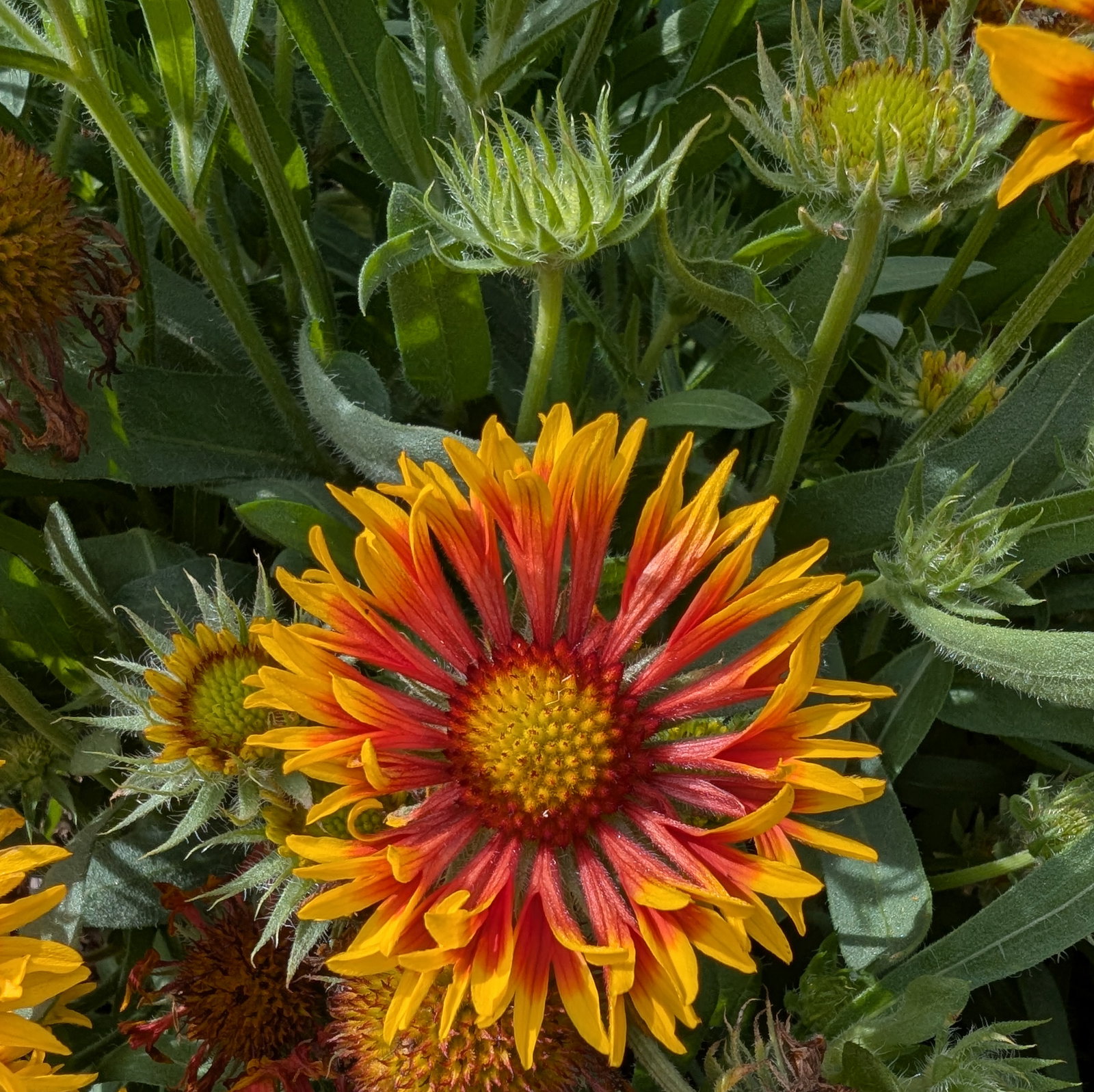 Gaillardia Aristata 'Fire Wheels'