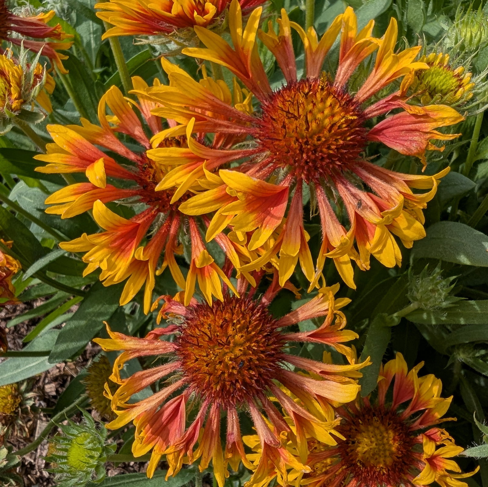 Gaillardia Aristata 'Fire Wheels'