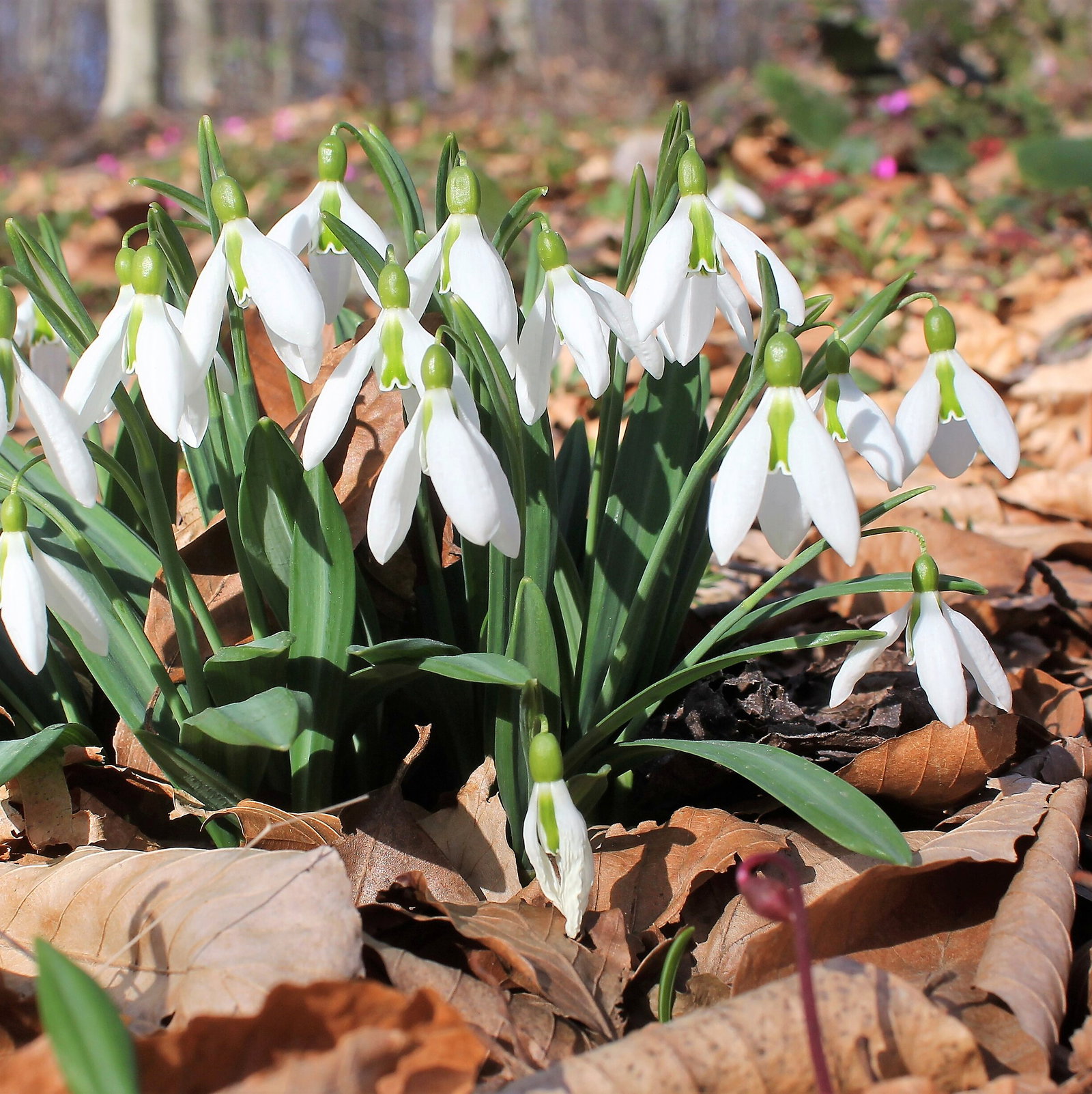 Galanthus Plicatus