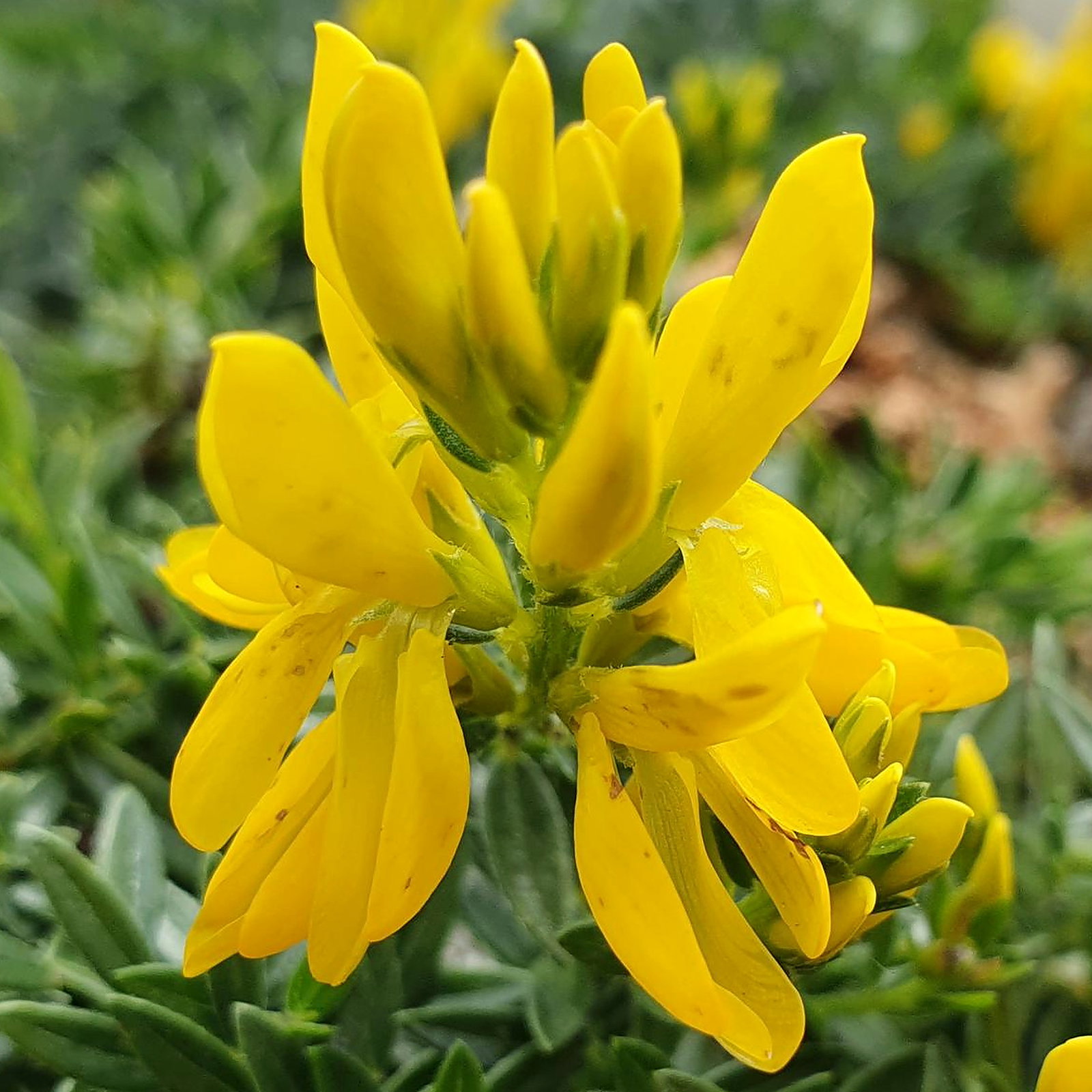 Genista Tinctoria 'Humifusa'