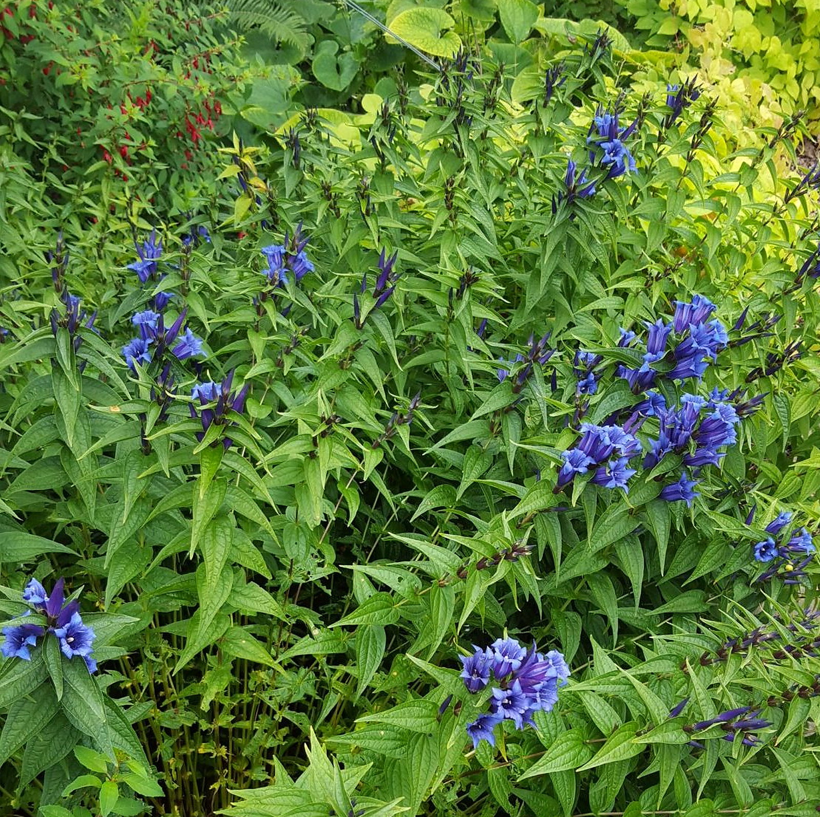 Gentiana Asclepiadea Mixed Cultivars