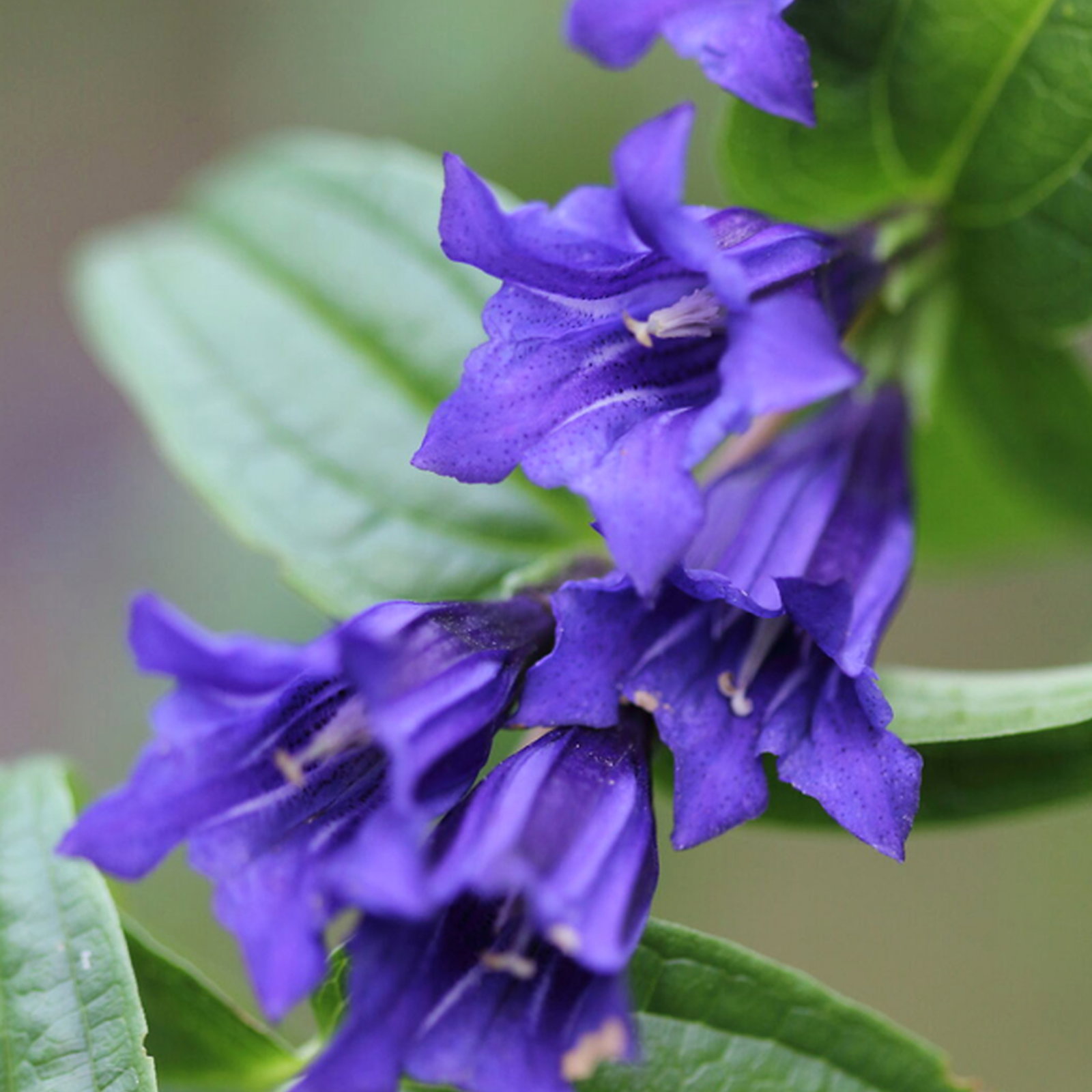 Gentiana Asclepiadea Knightshayes Form