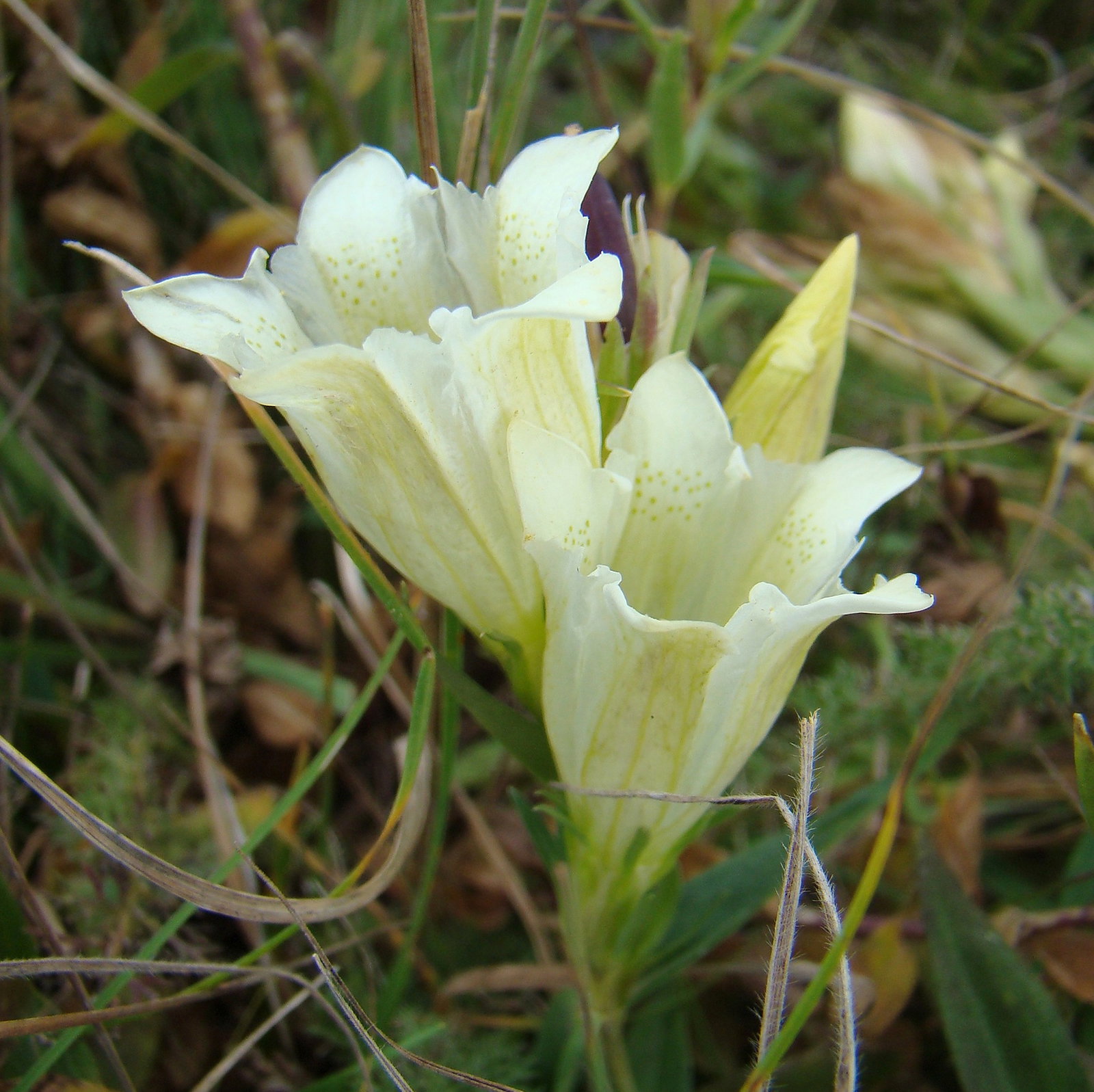 Gentiana Gelida