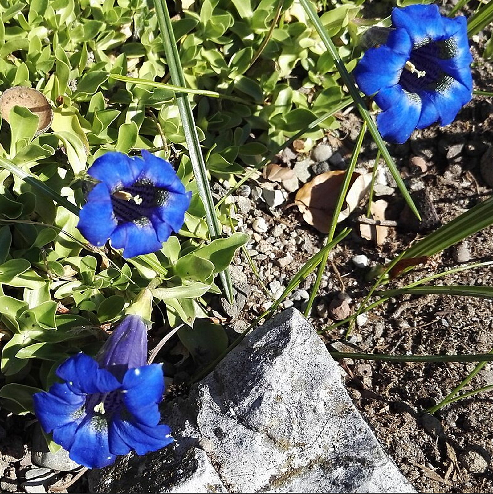 Gentiana Ligustica