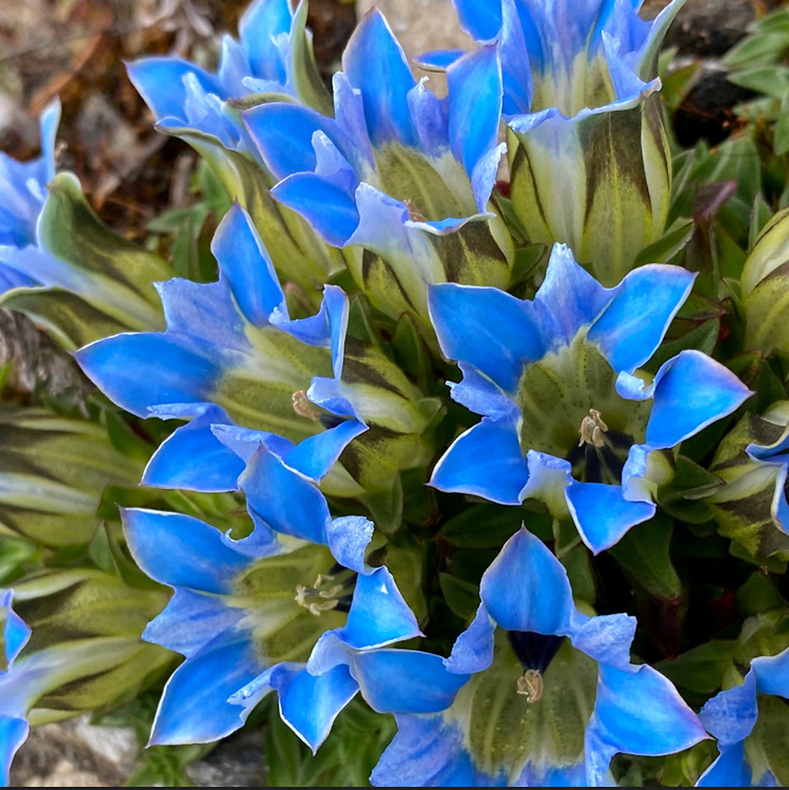 Gentiana Mixed Species And Cultivars