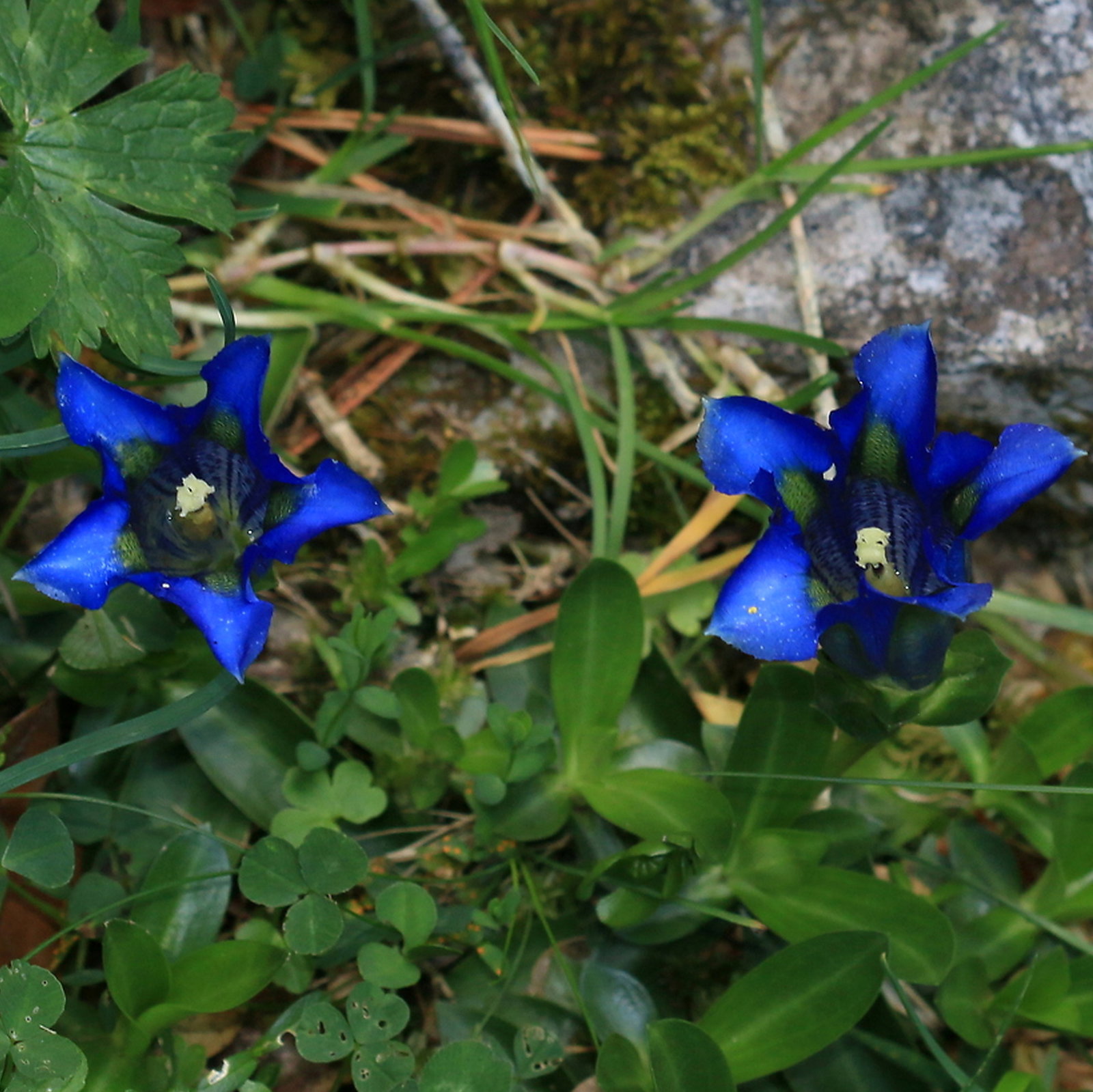 Gentiana Occidentalis Var. Aragonensis