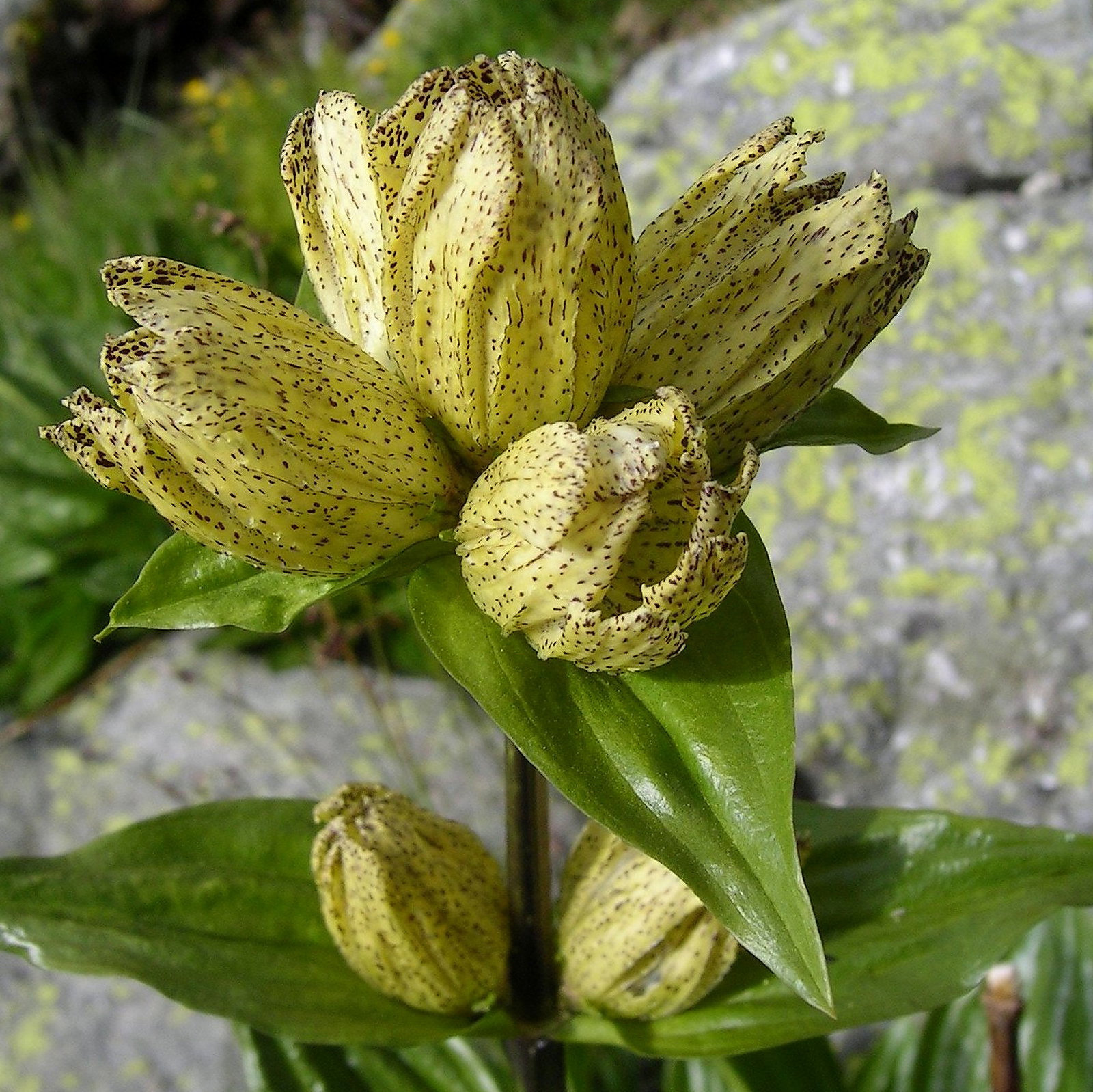 Gentiana Punctata