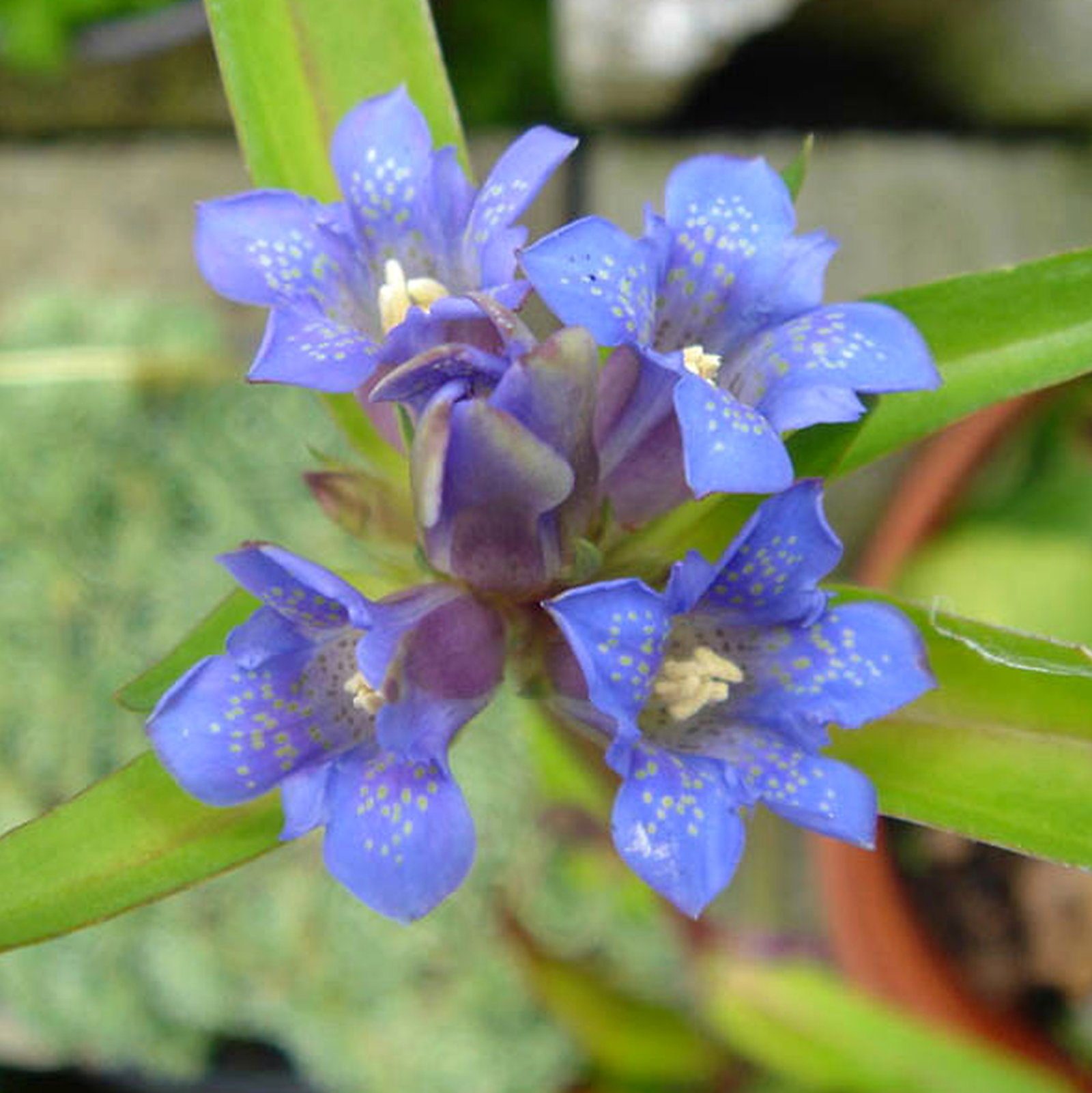Gentianella Moorcroftiana