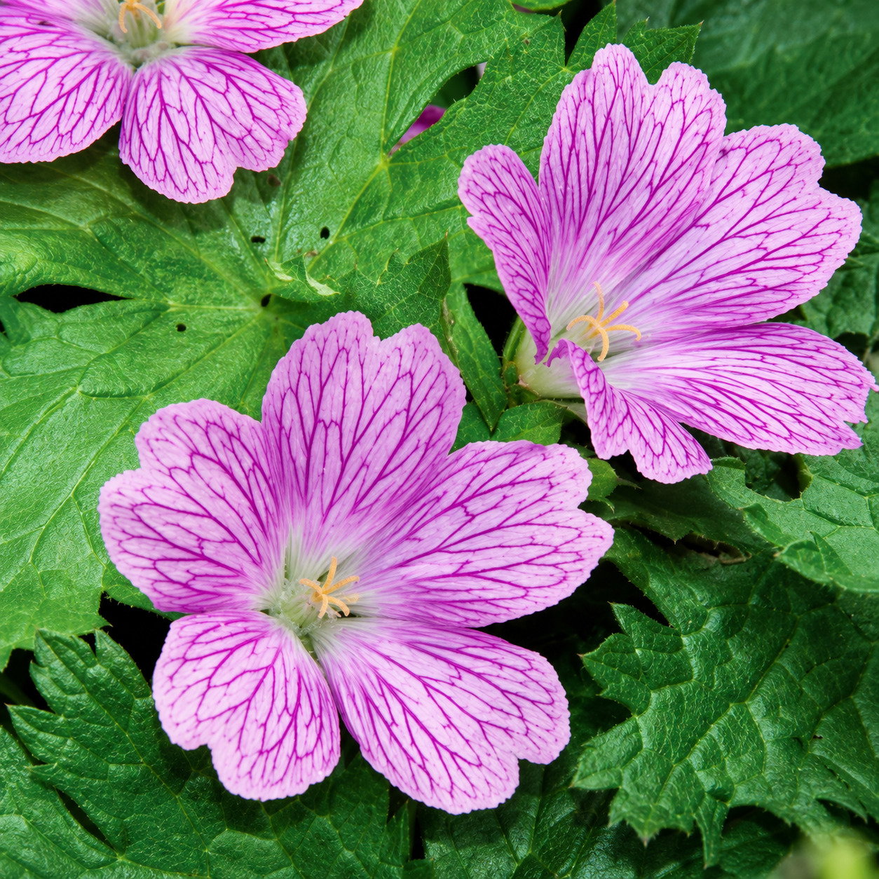 Geranium Endressi Sharon