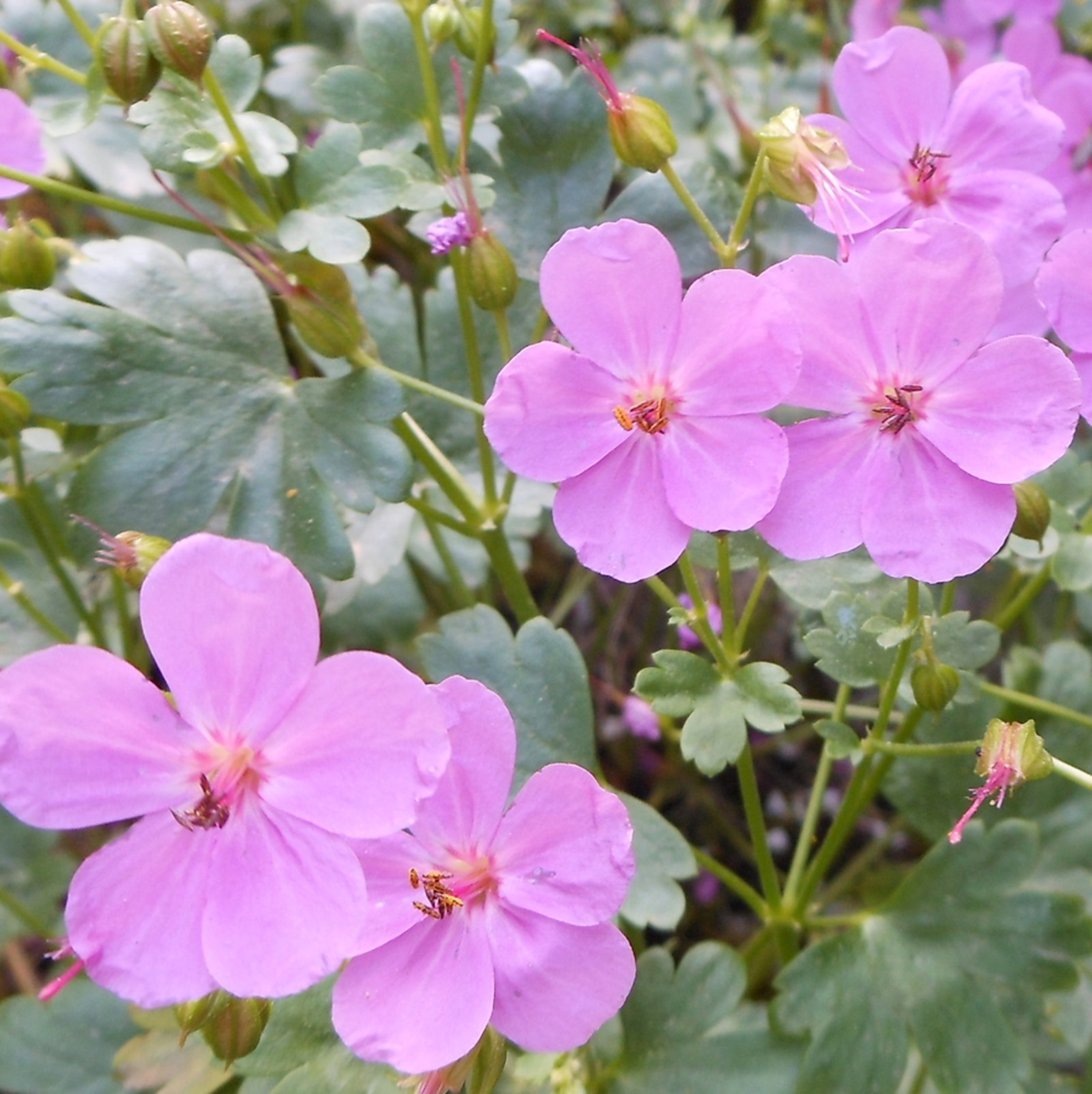 Geranium Glaberrimum