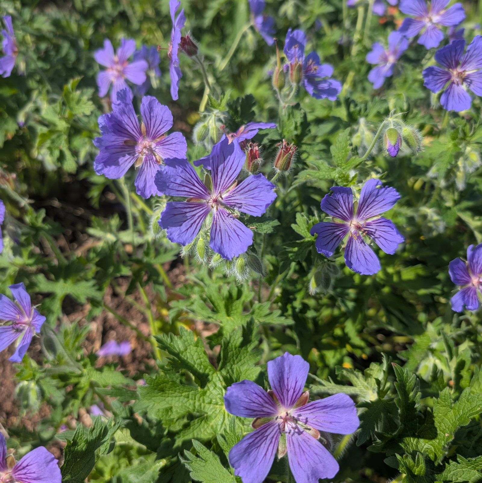 Geranium Gymnocaulon