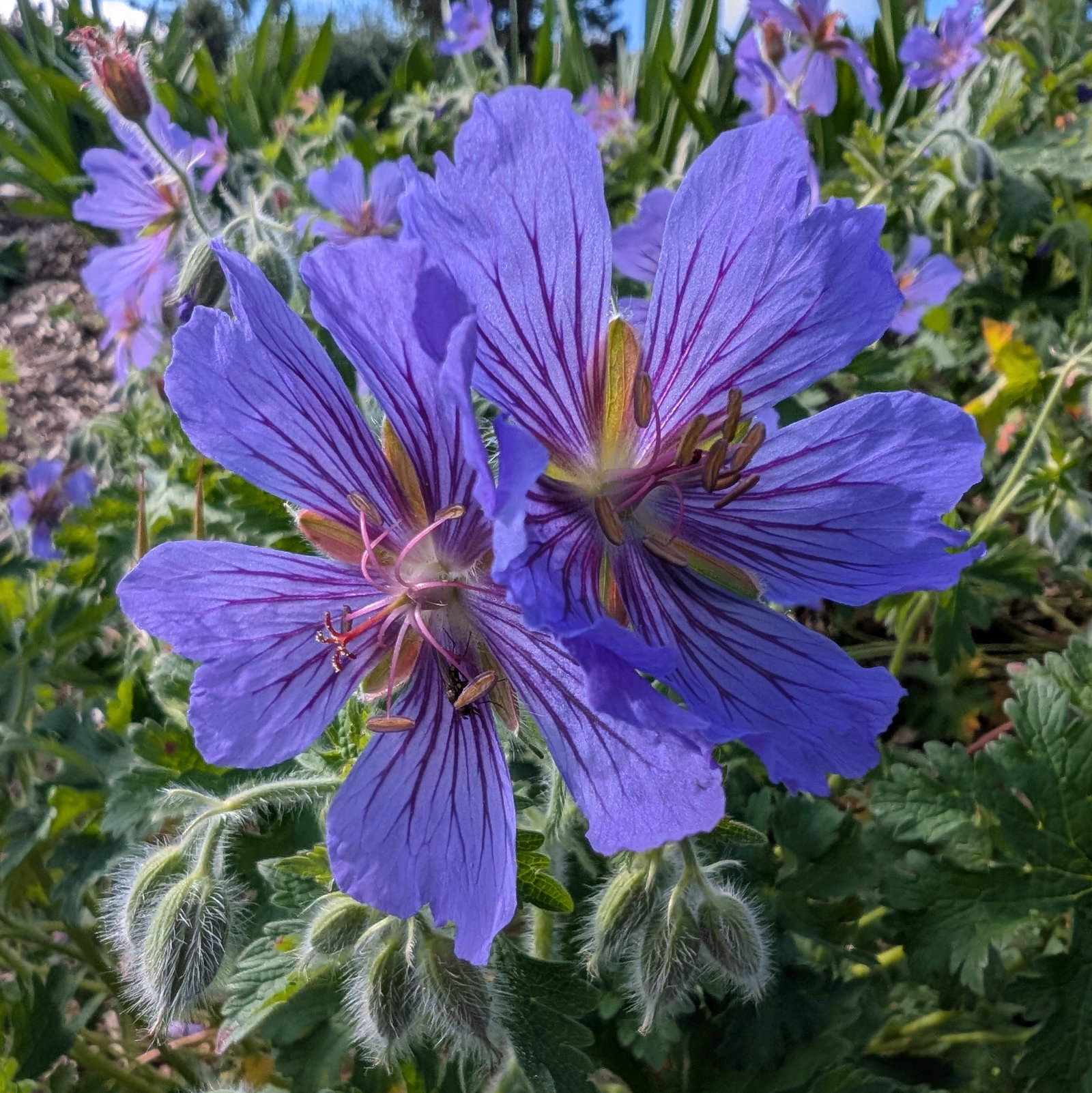 Geranium Gymnocaulon