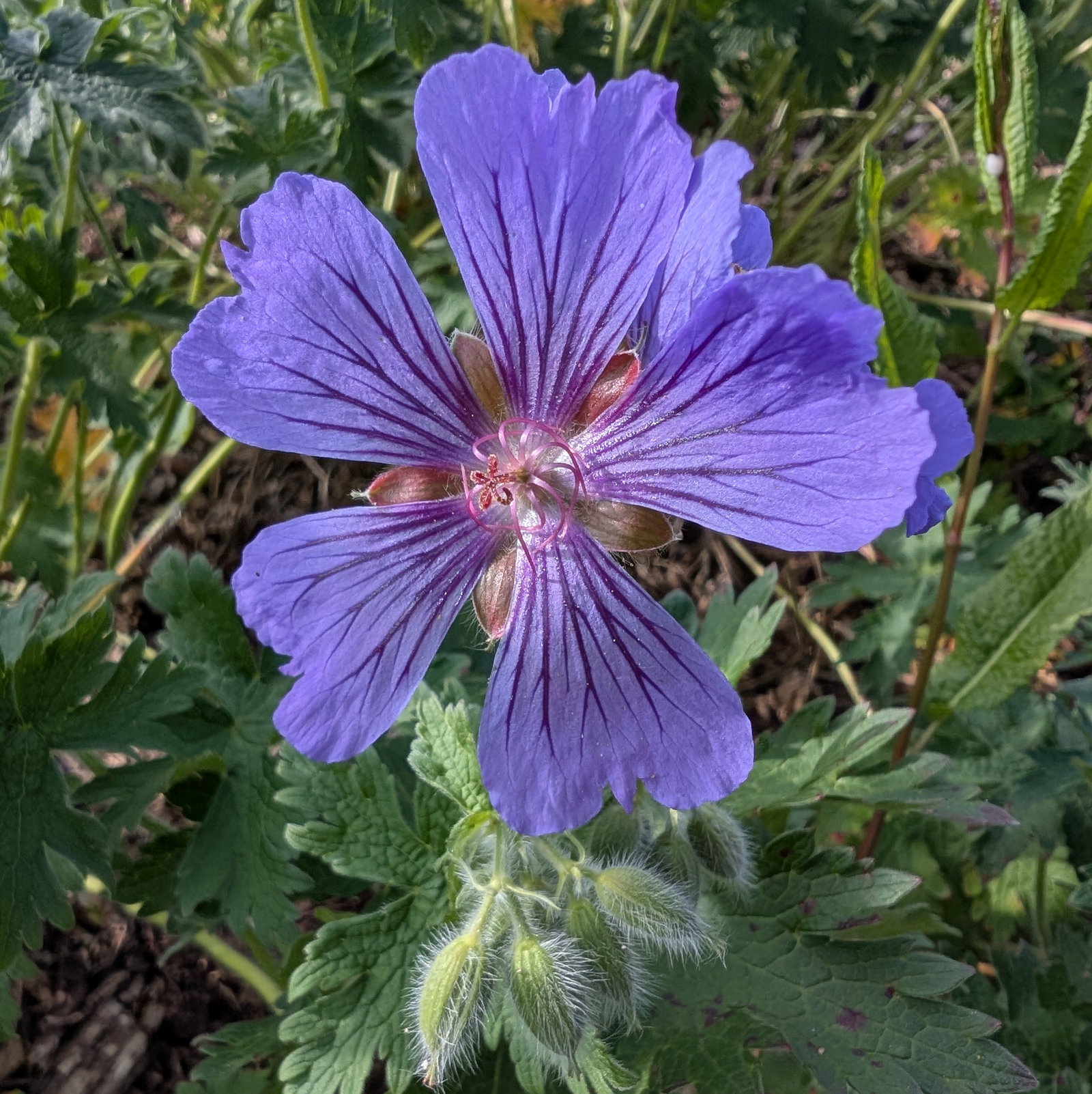 Geranium Gymnocaulon
