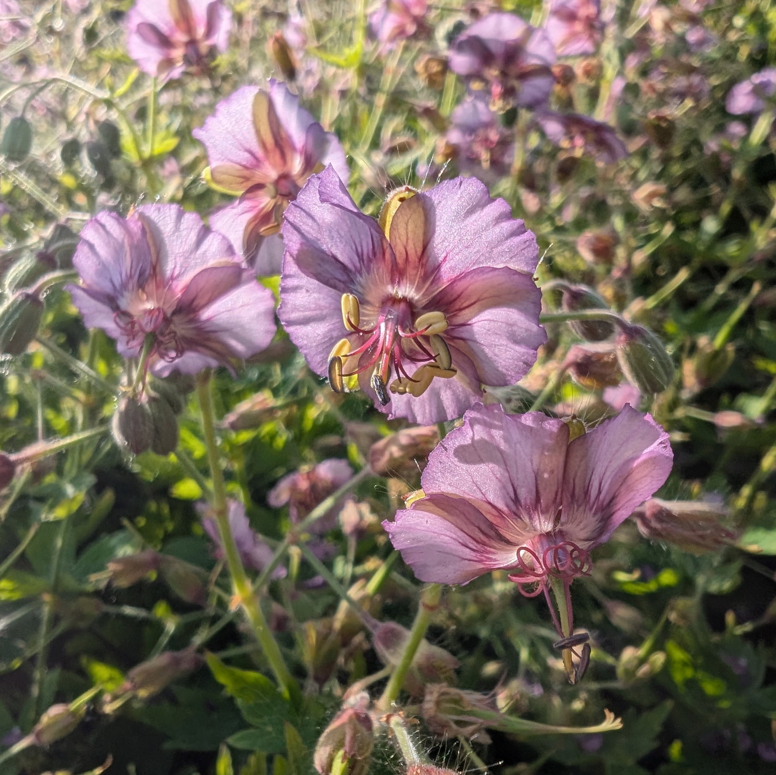 Geranium Phaeum 'De Val's Lilac Shadow'