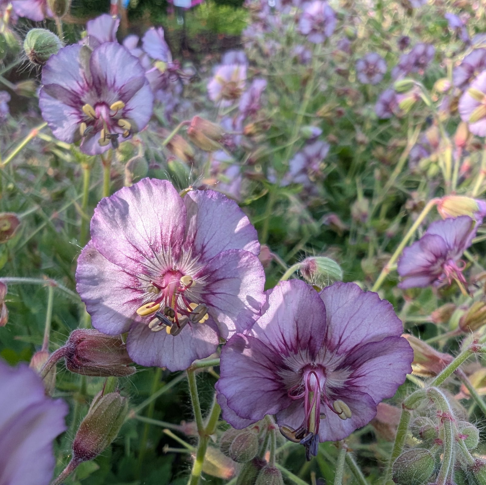 Geranium Phaeum 'De Val's Lilac Shadow'