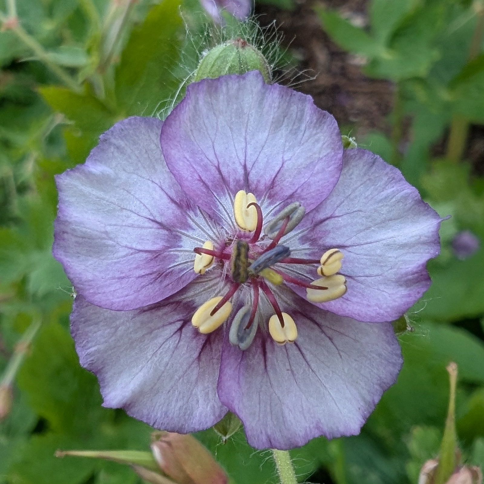 Geranium Phaeum 'De Val's Lilac Shadow'
