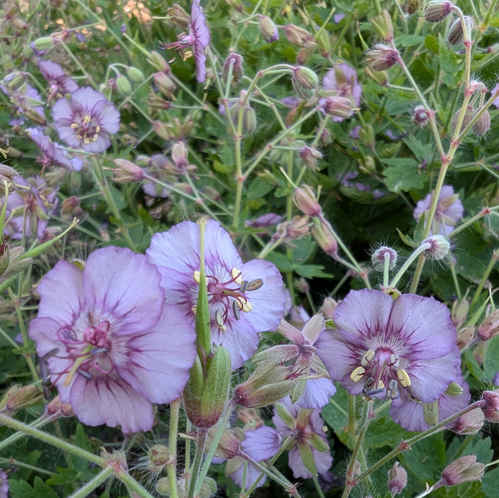 Geranium Phaeum 'De Val's Lilac Shadow'