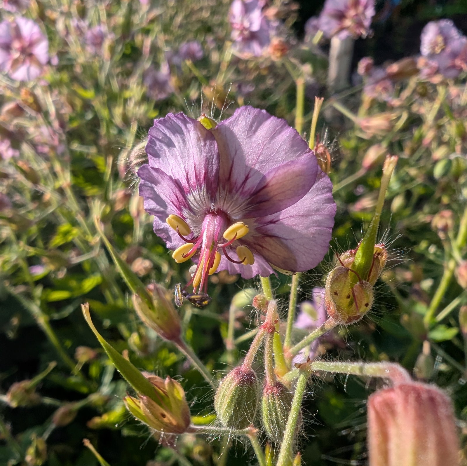 Geranium Phaeum 'De Val's Lilac Shadow'