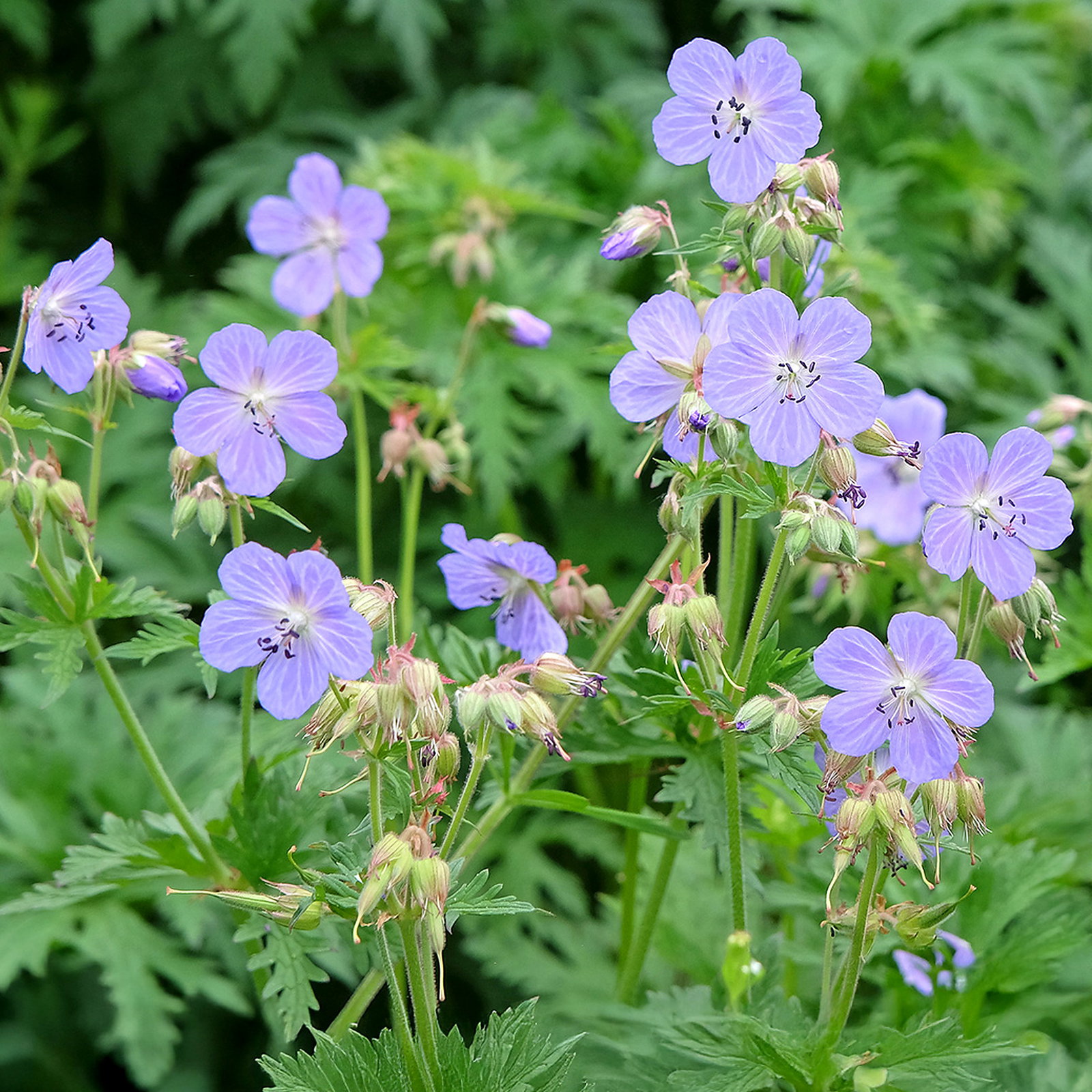 Geranium Pratense 'Mrs Kendall Clark' Seedlings
