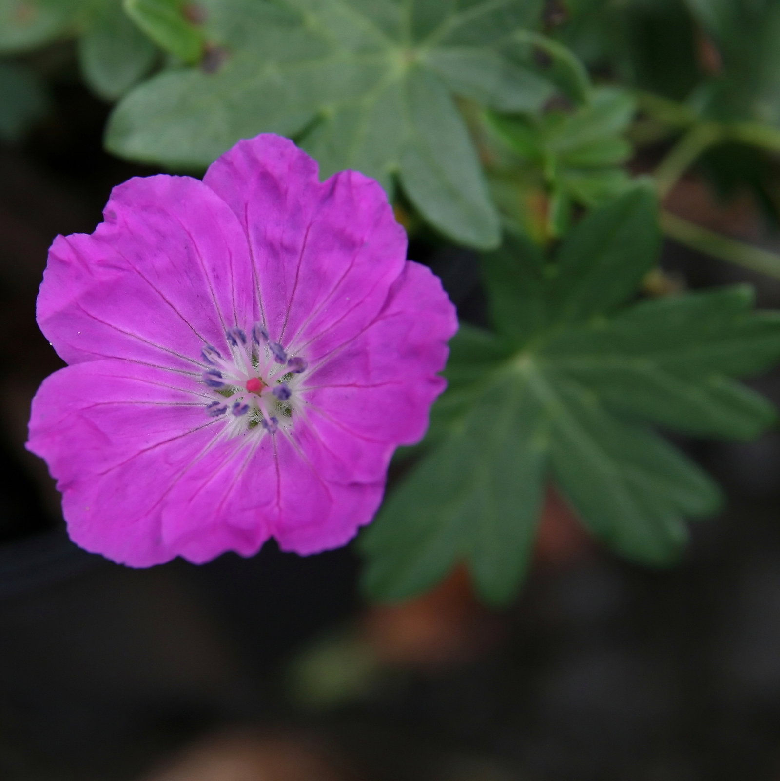 Geranium Sanguineum 'Max Frei'
