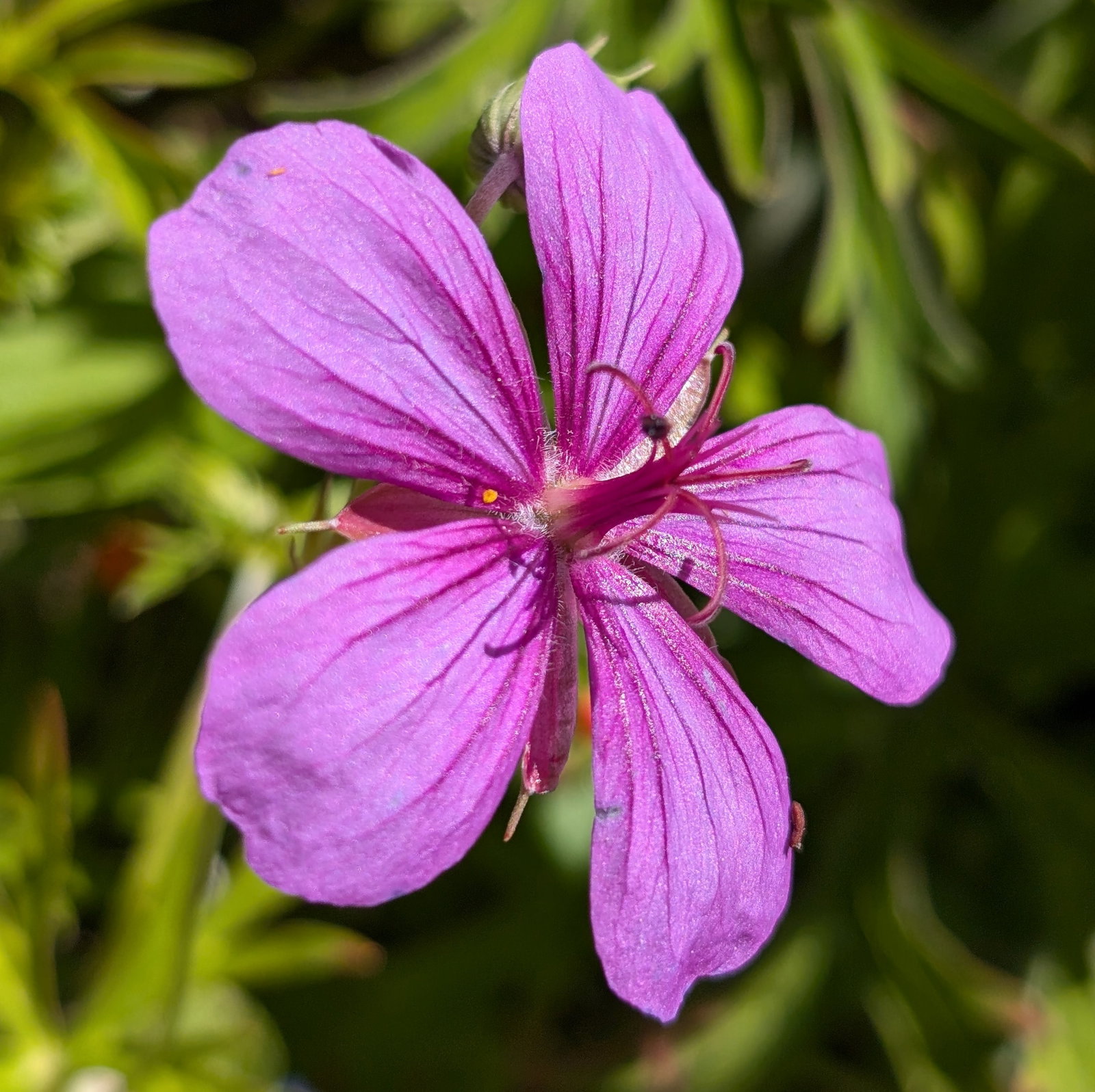 Geranium Yesoense Var. Nipponicum